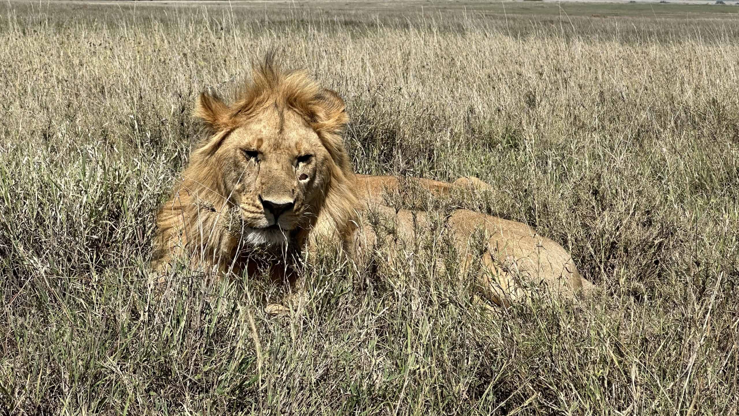 Male lion