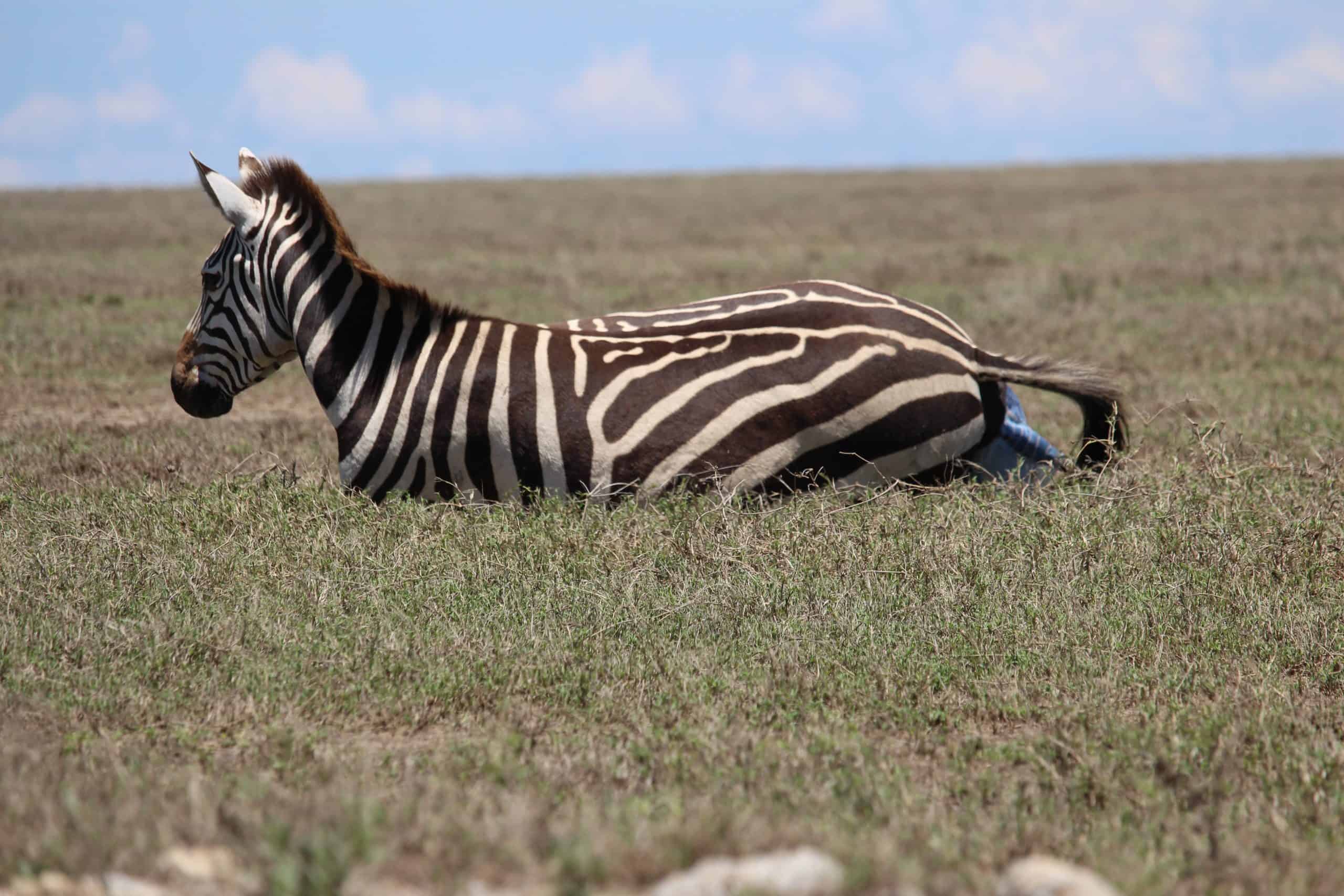 Zebra giving birth