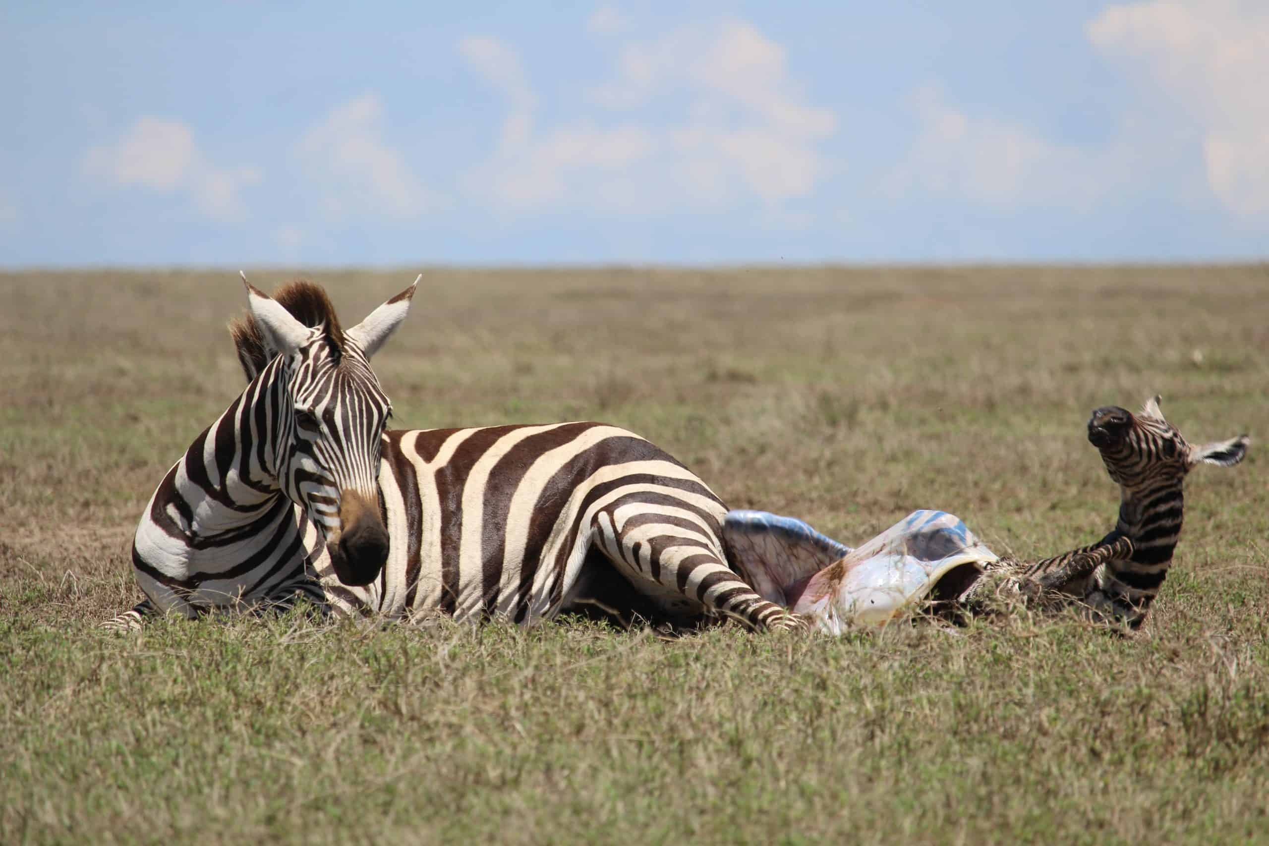 Newborn zebra