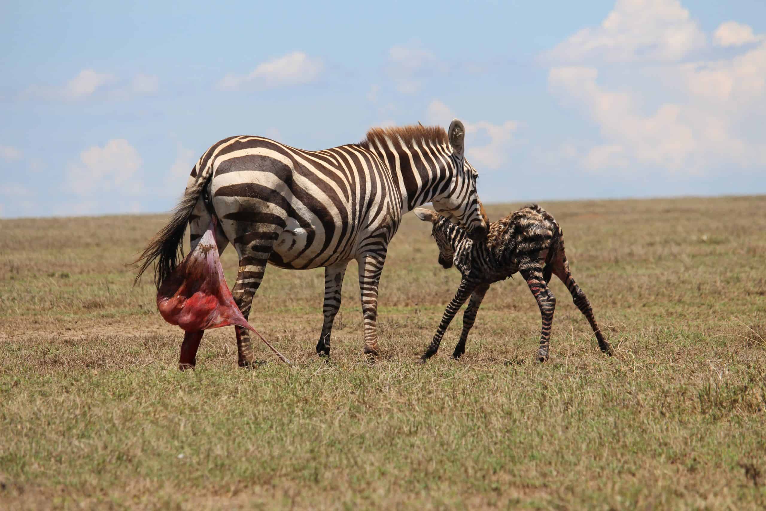 Coaxing her baby to stand