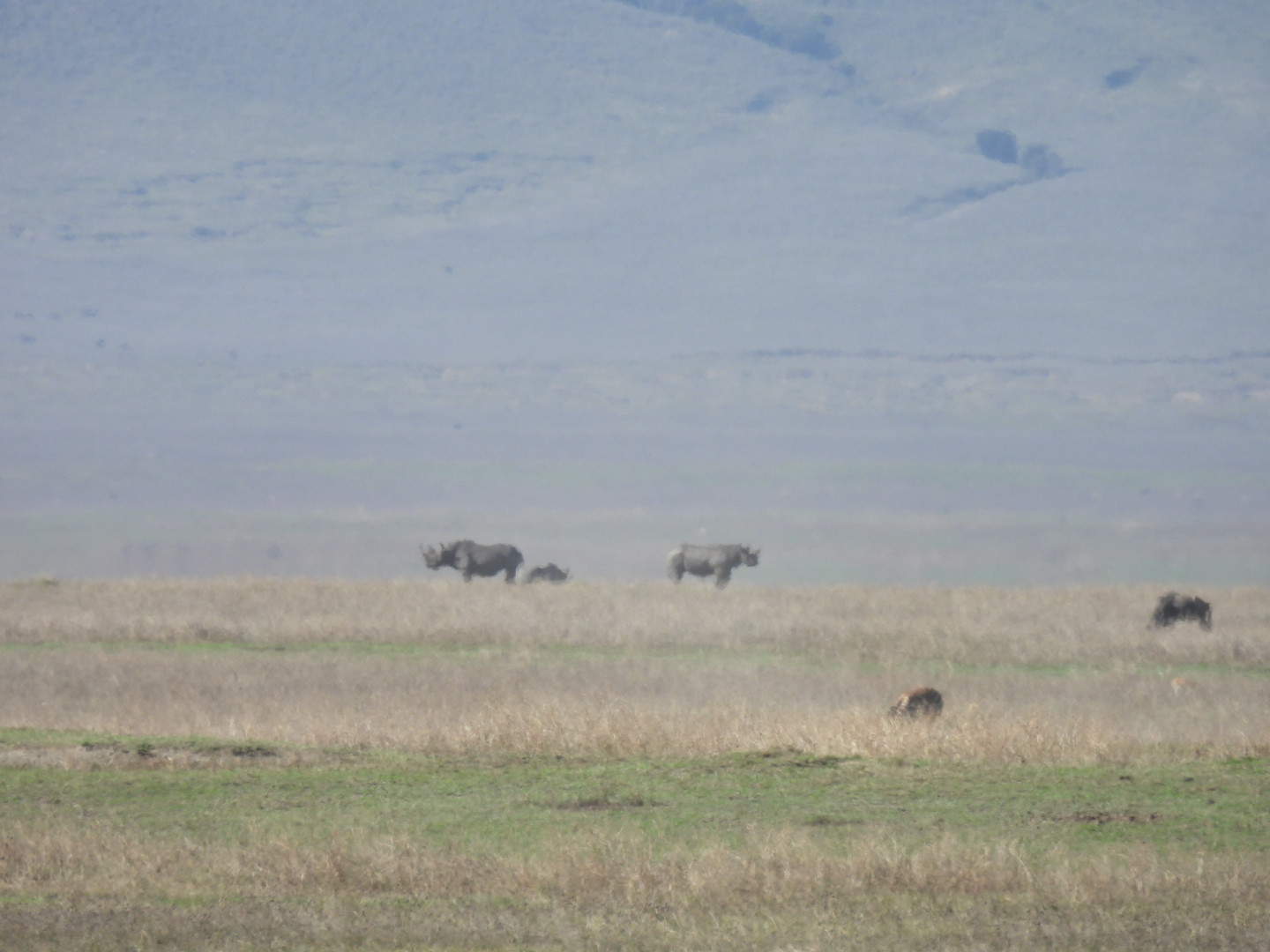 The Black Rhino is one of the animals in the Ngorongoro Crater
