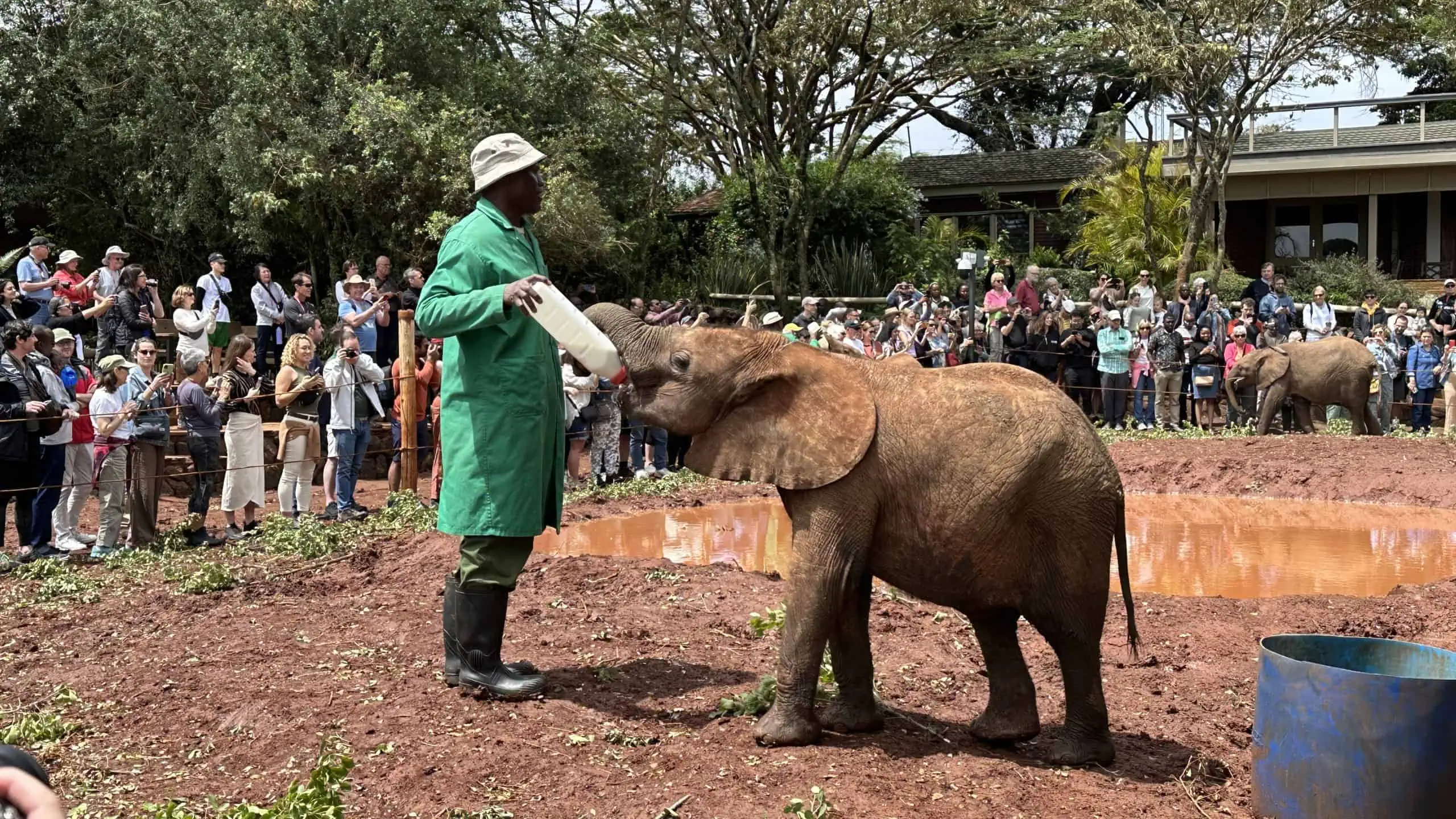 Elephant feeding