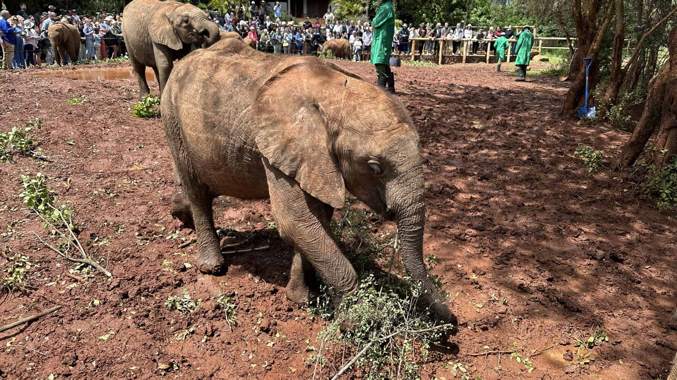 Elephant eating branches
