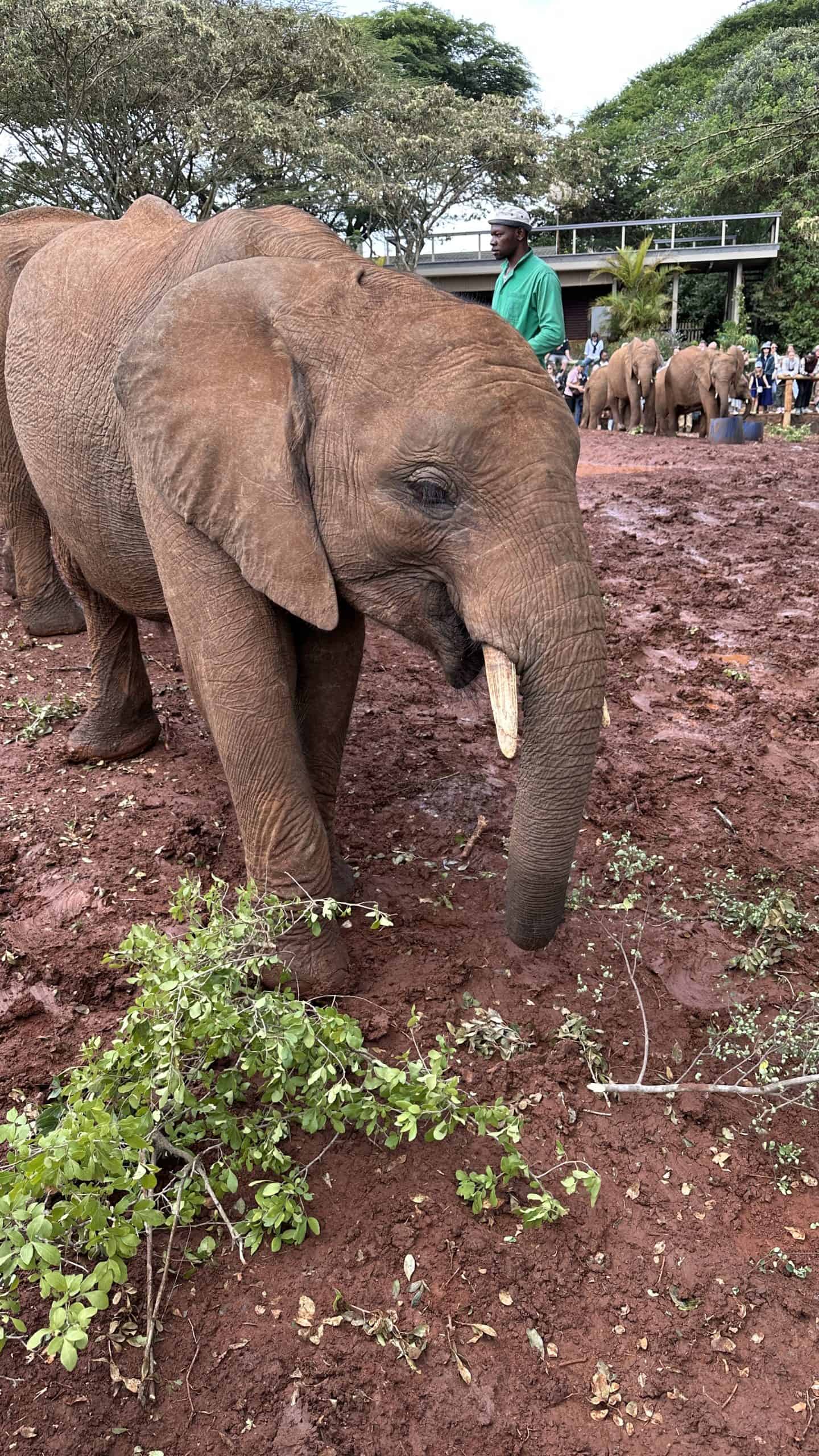 Cute elephant munching