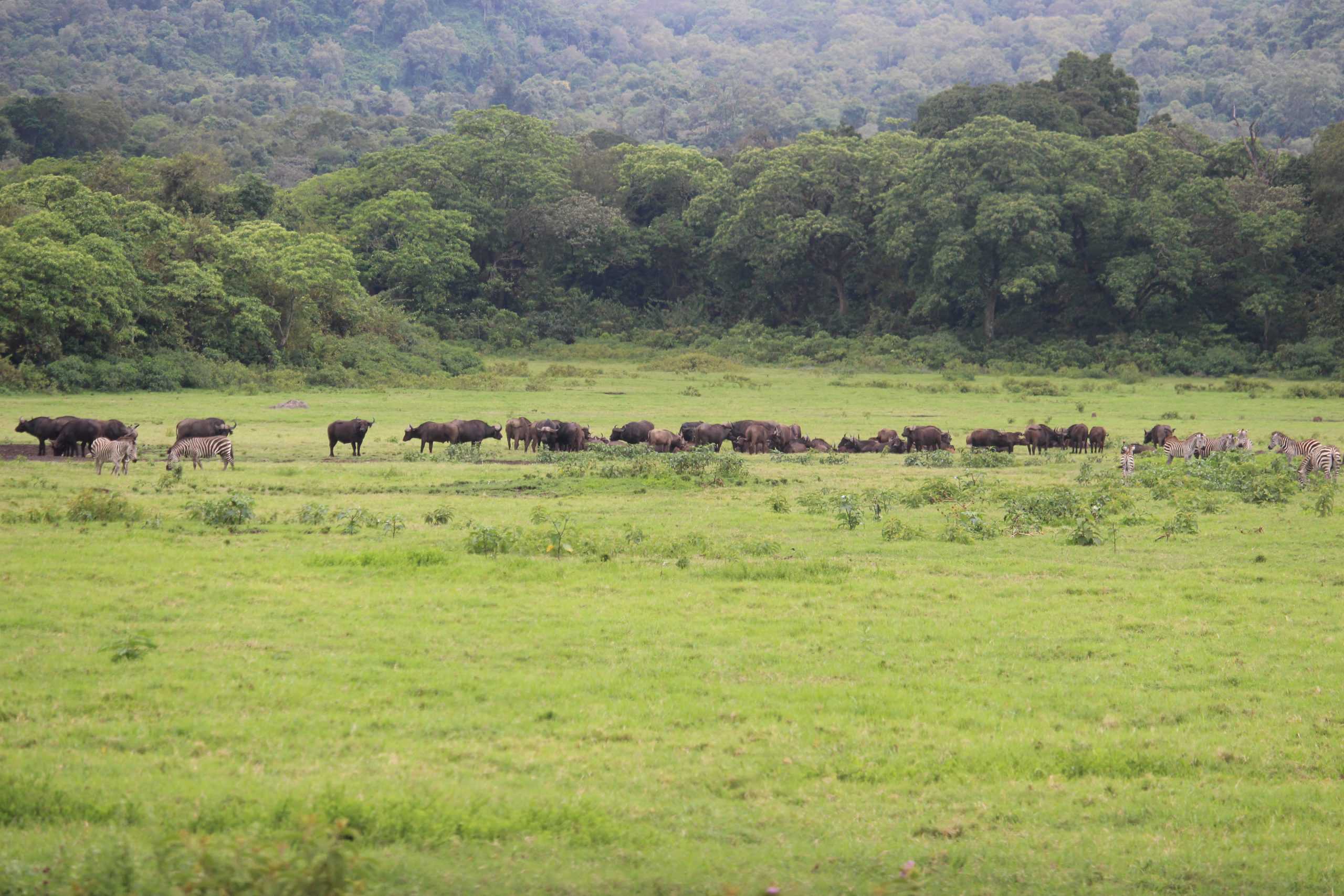 Buffalo and zebra