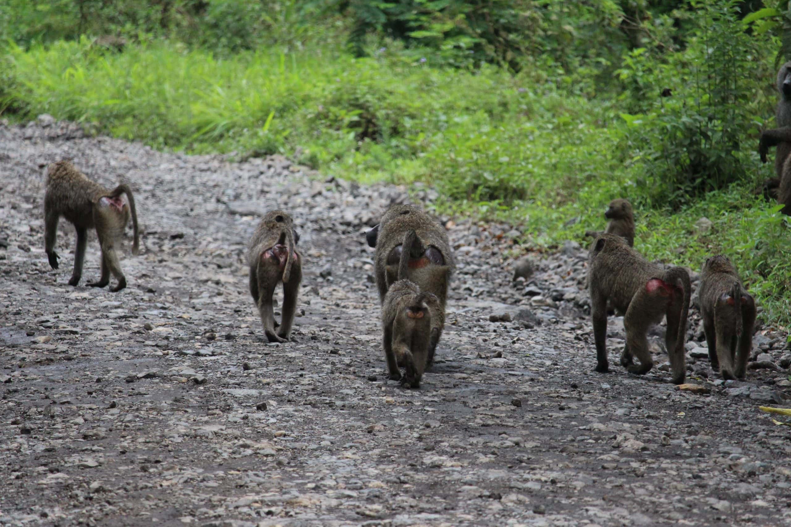 Baboons on the road