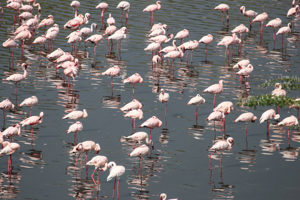 Flamingos