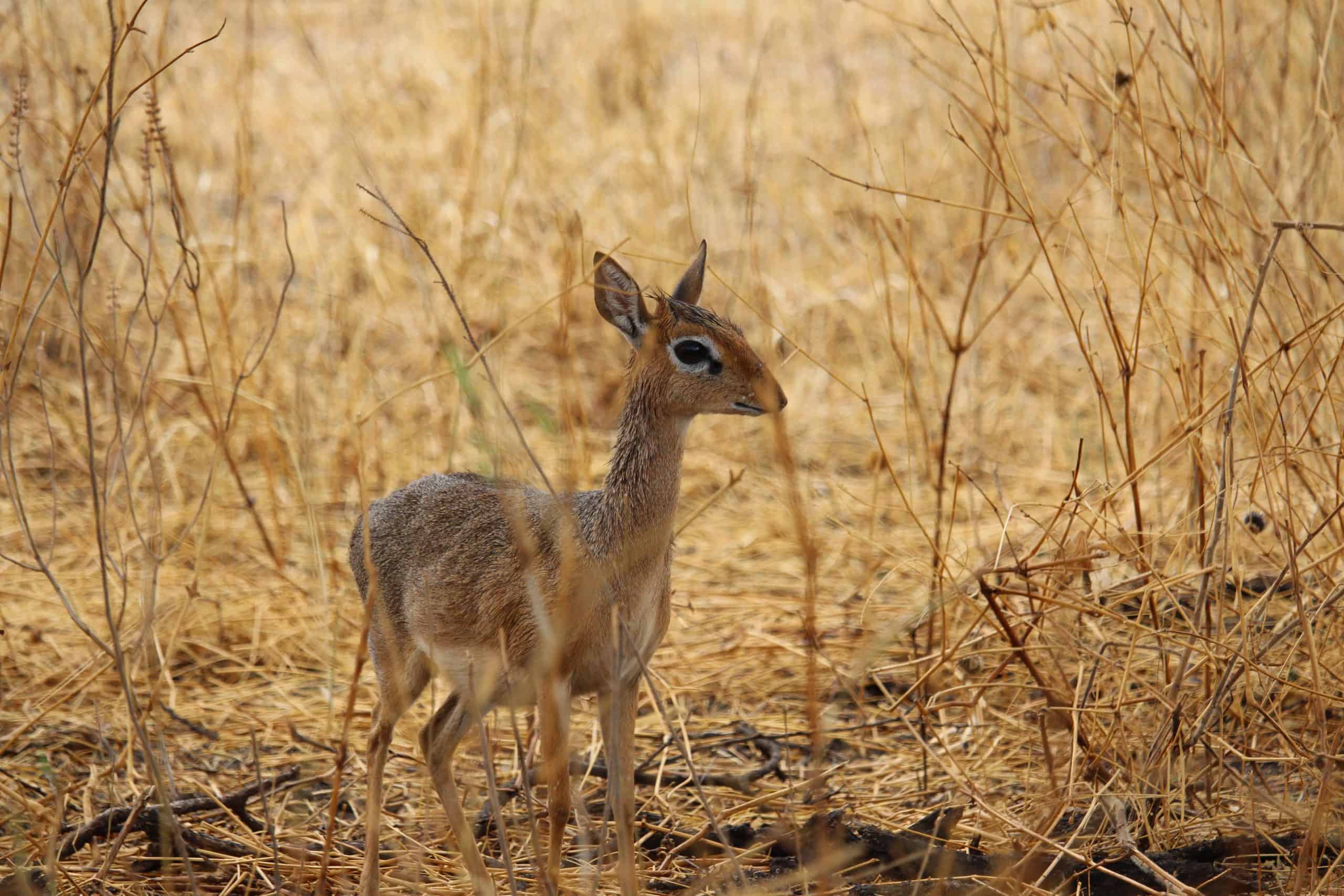Dik Dik