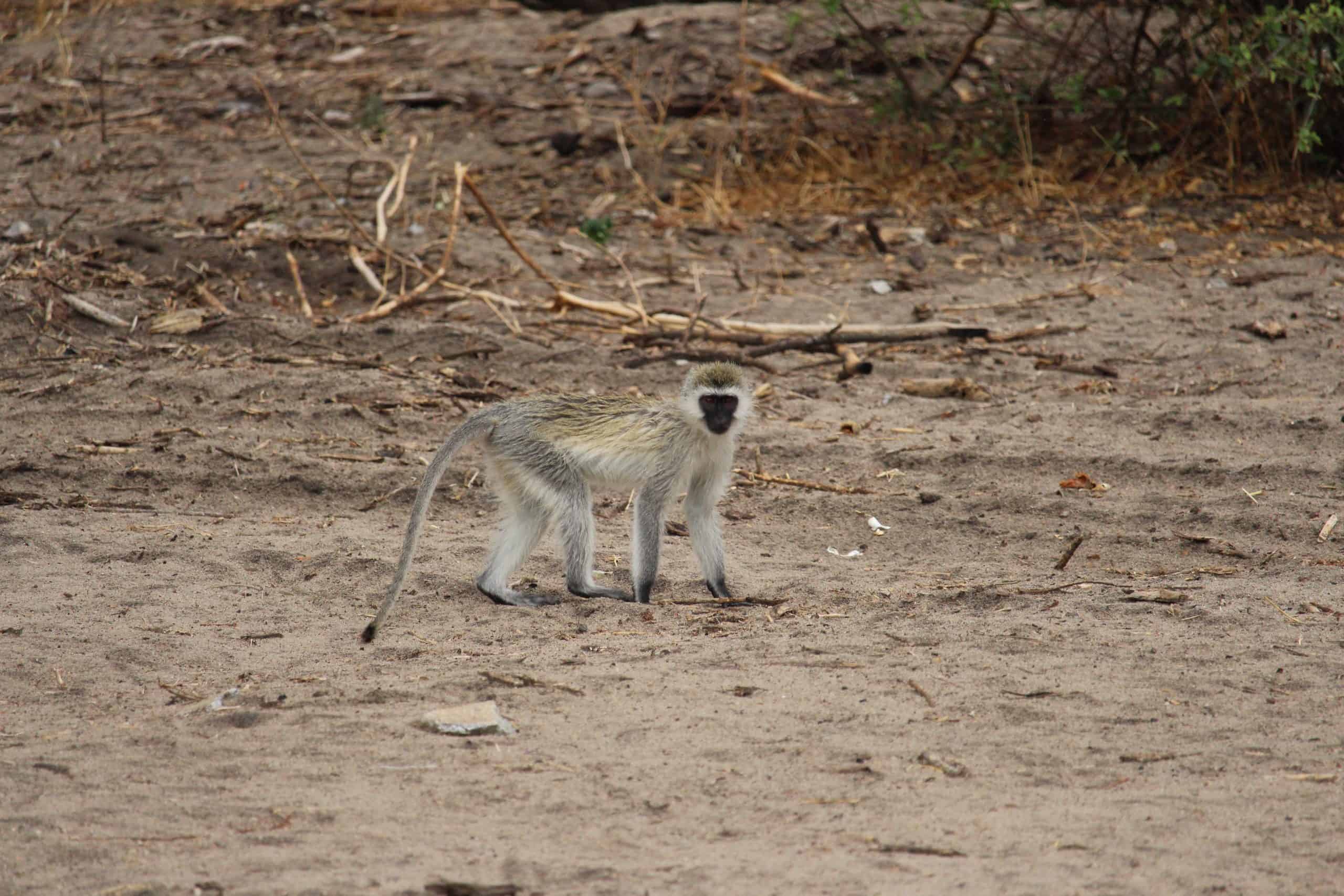 Vervet monkey