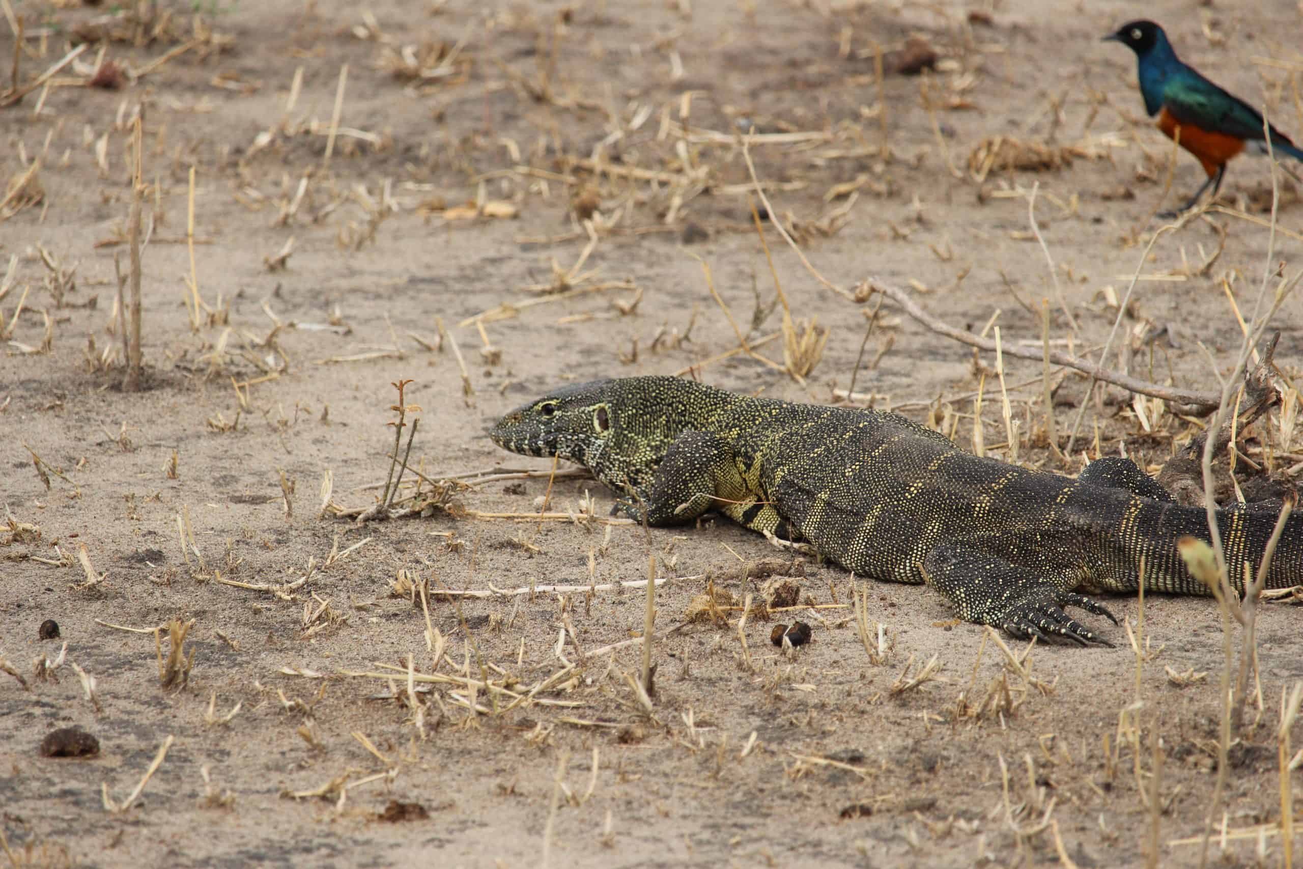 Nile Monitor Lizard