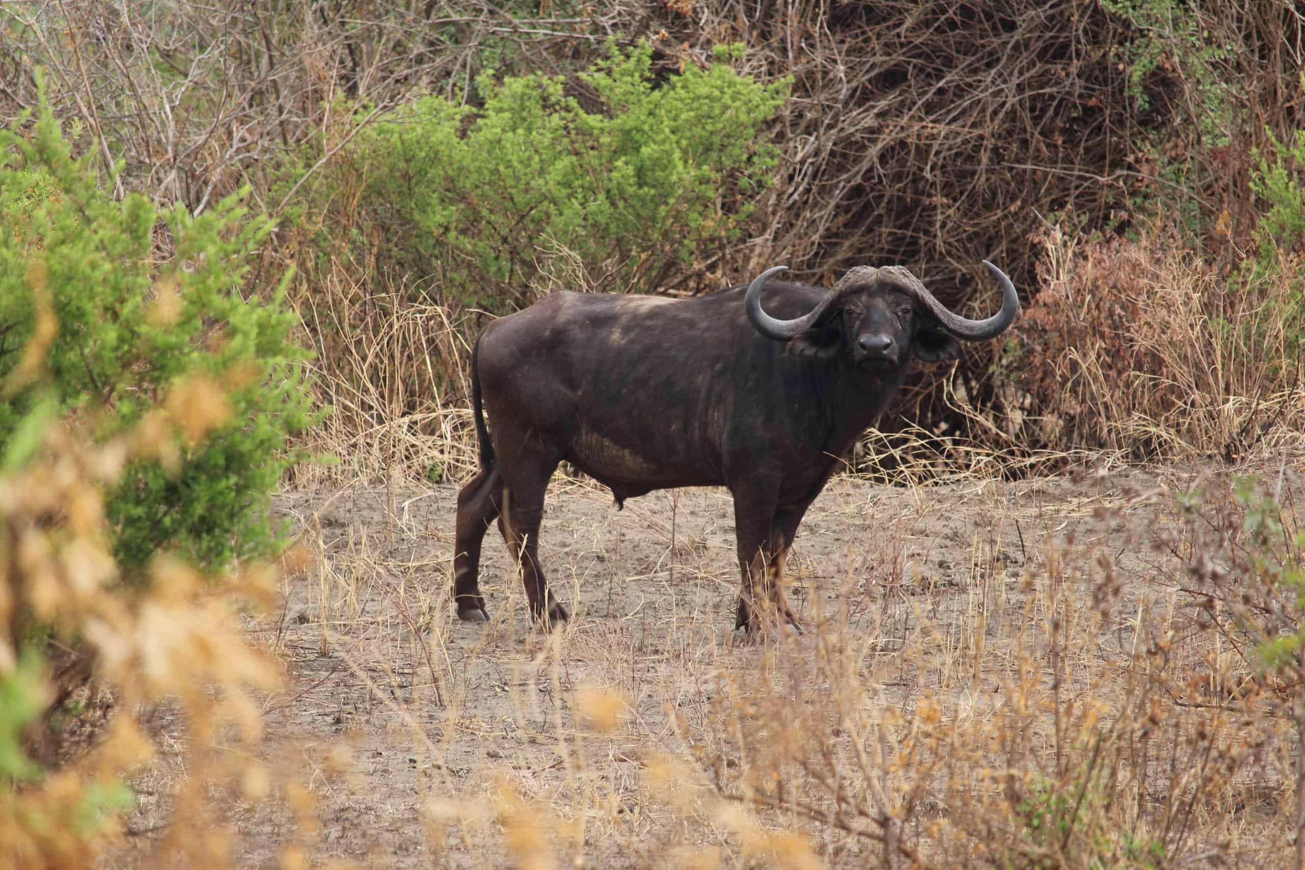 Buffalo