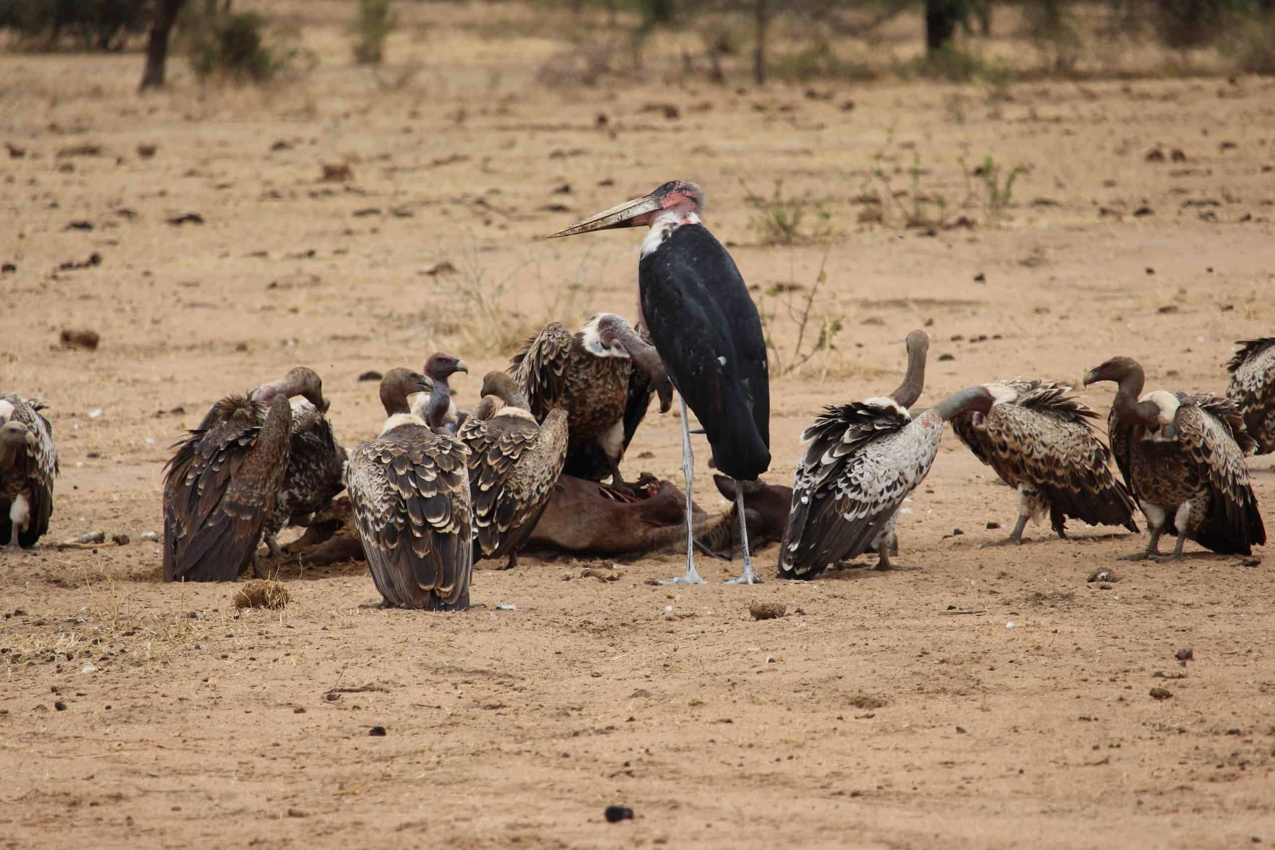 Vultures eating a zebra