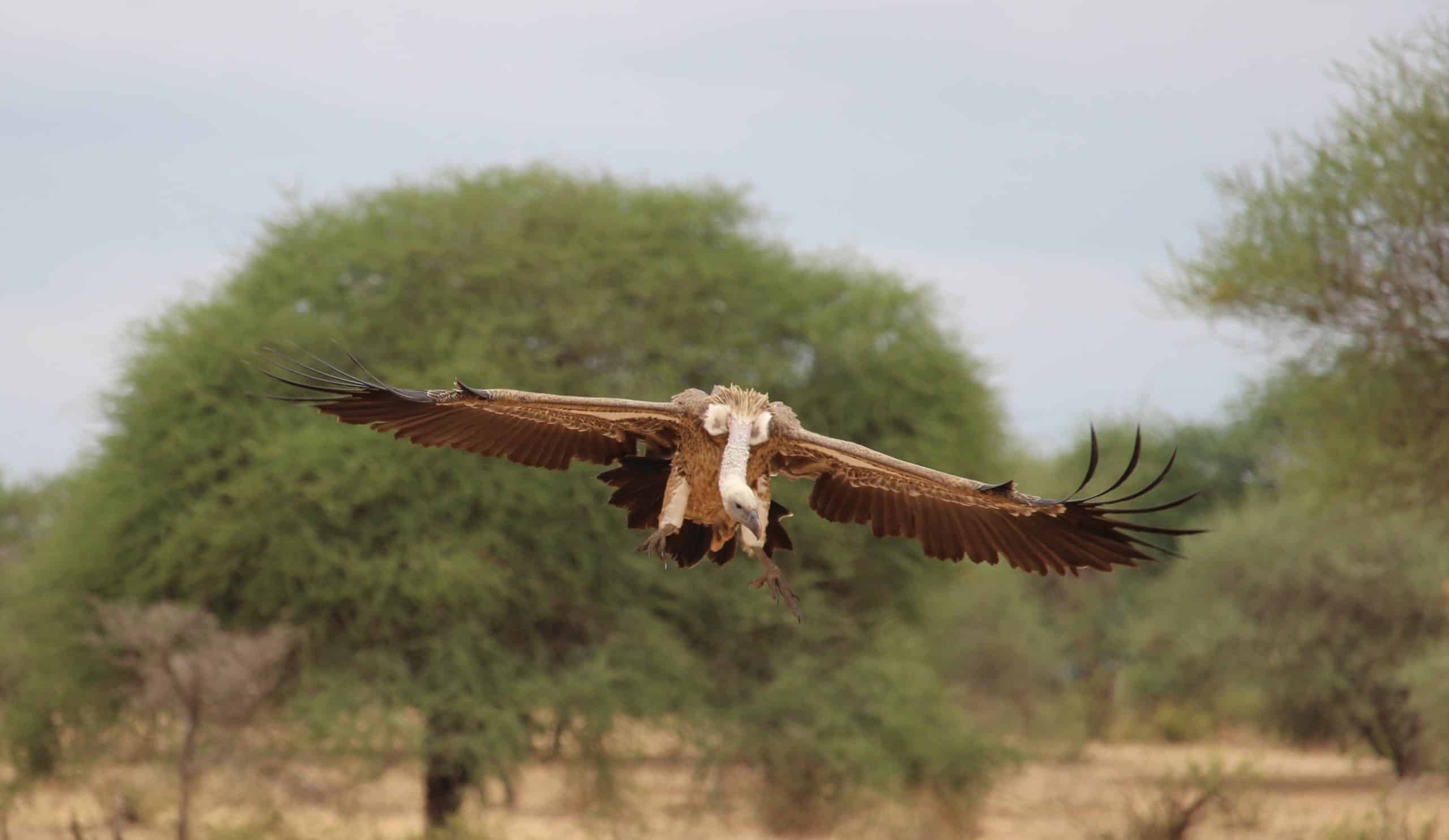 Vulture