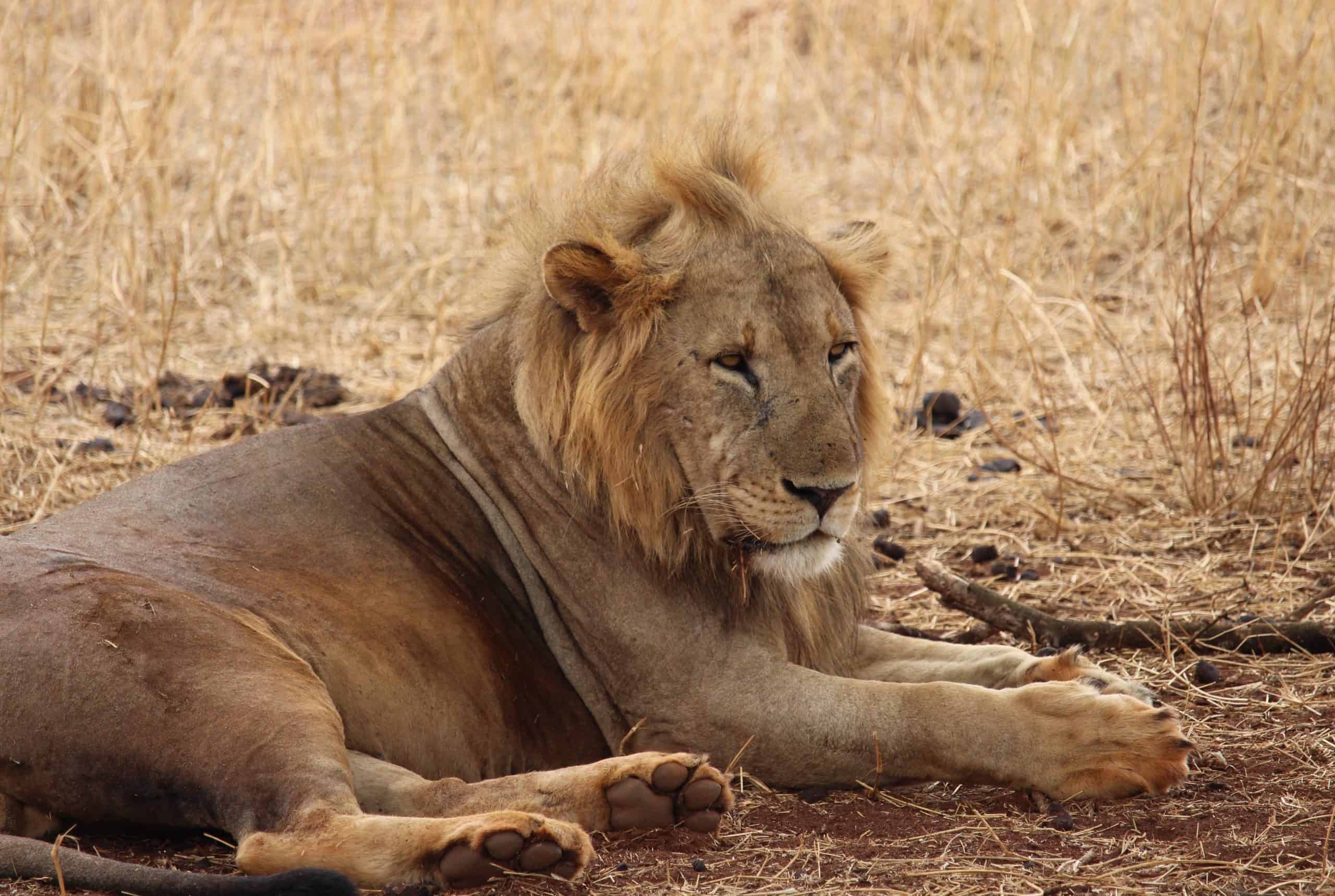 Male lion