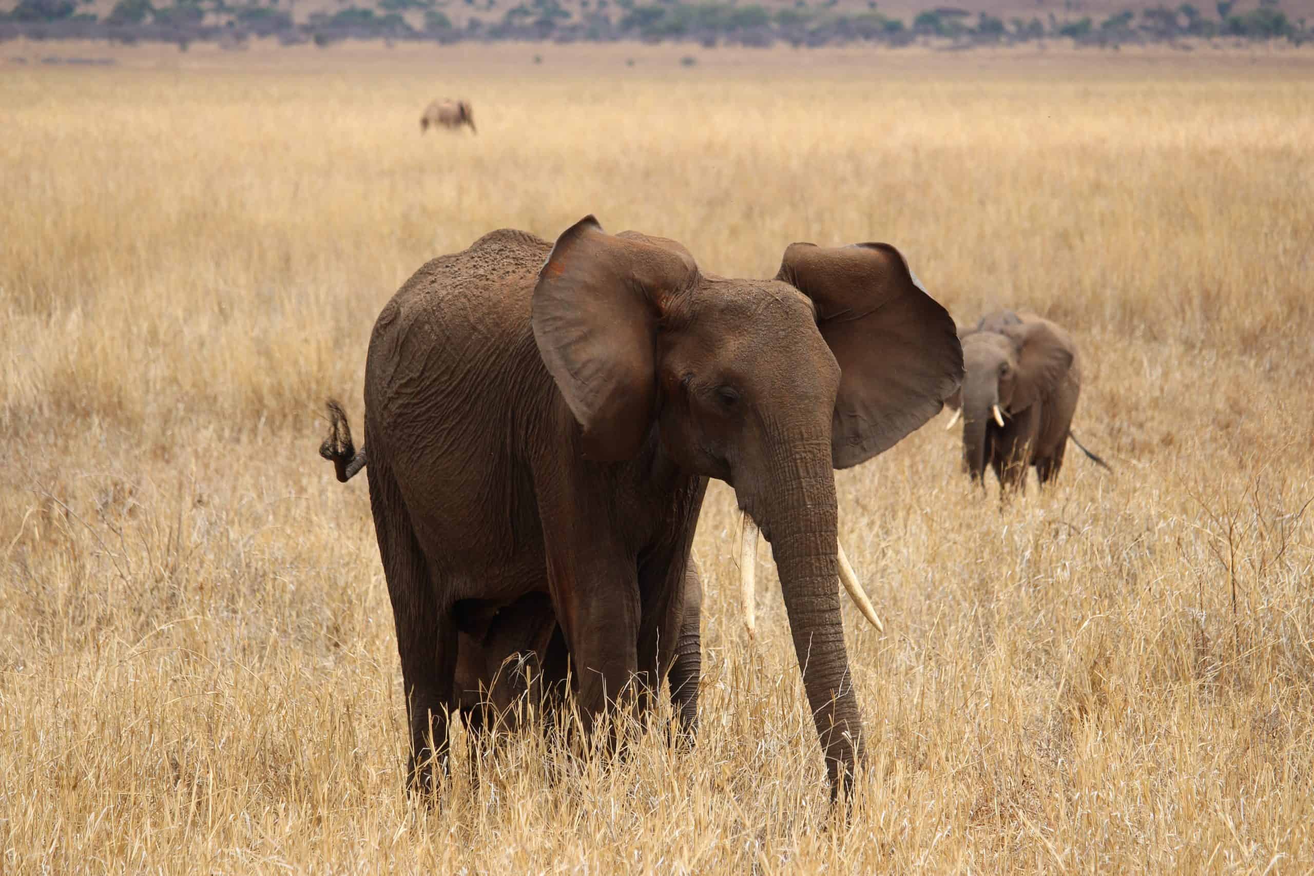 Elephant