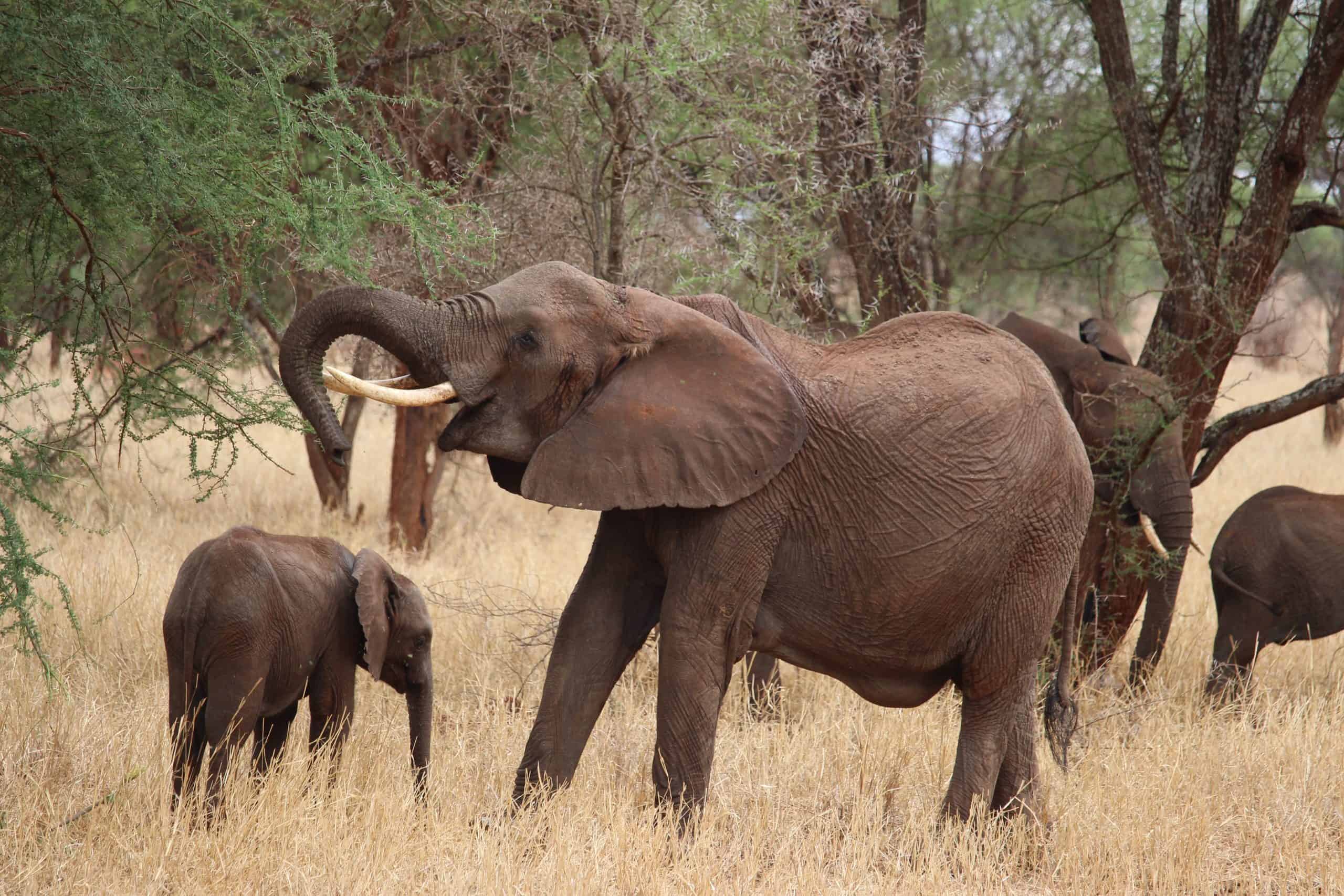 Elephant herd