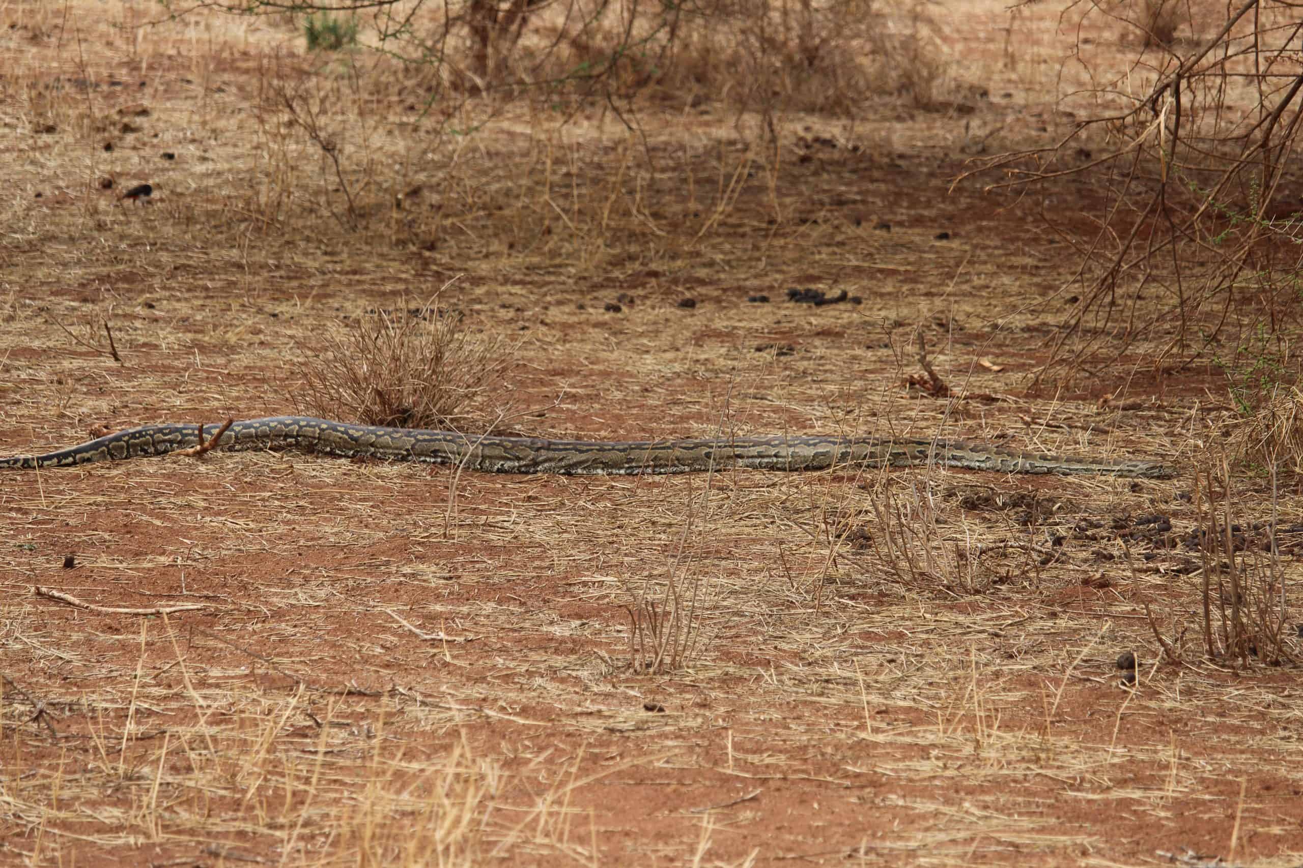 Tree climbing python