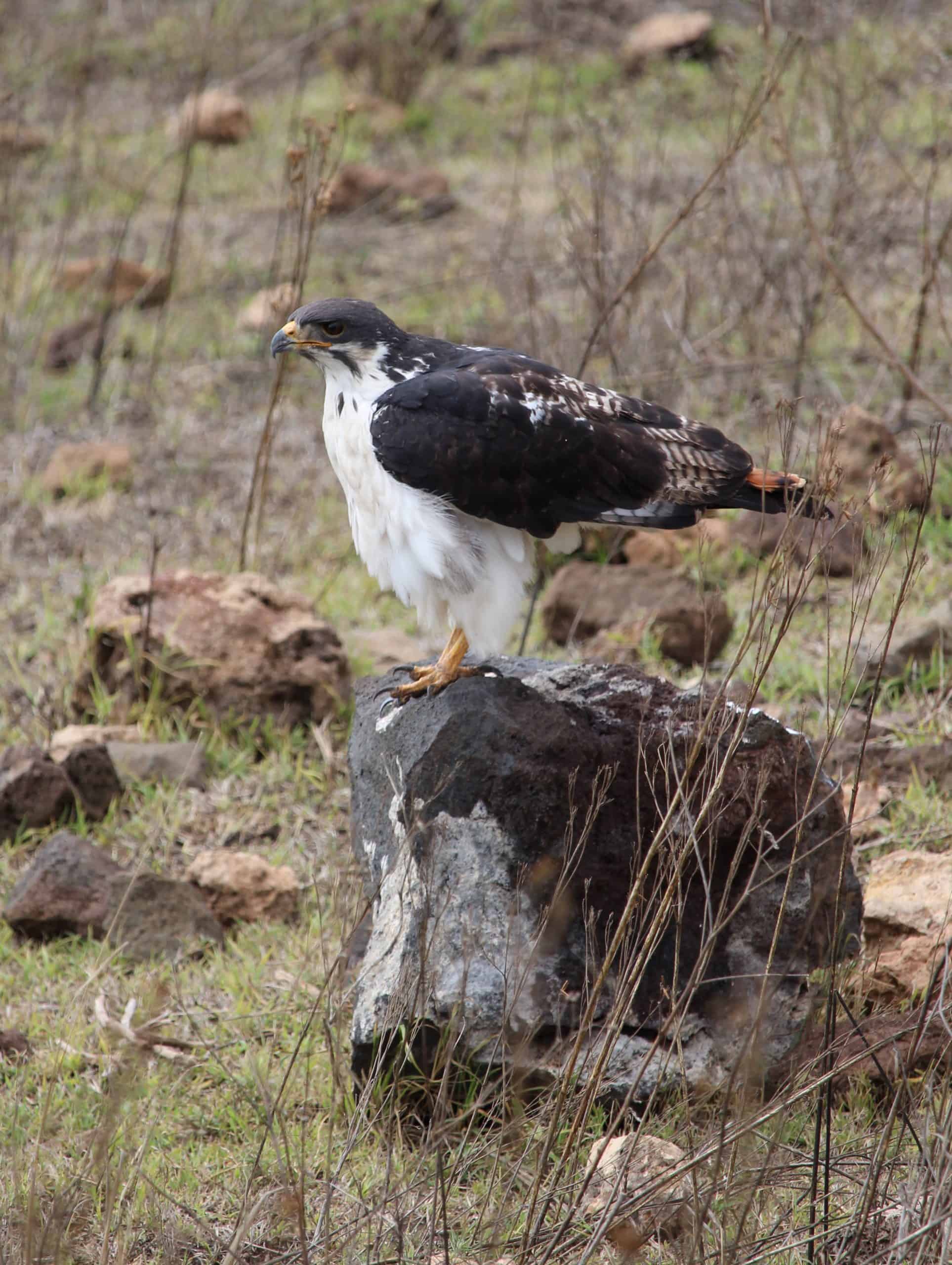 Augur Buzzard