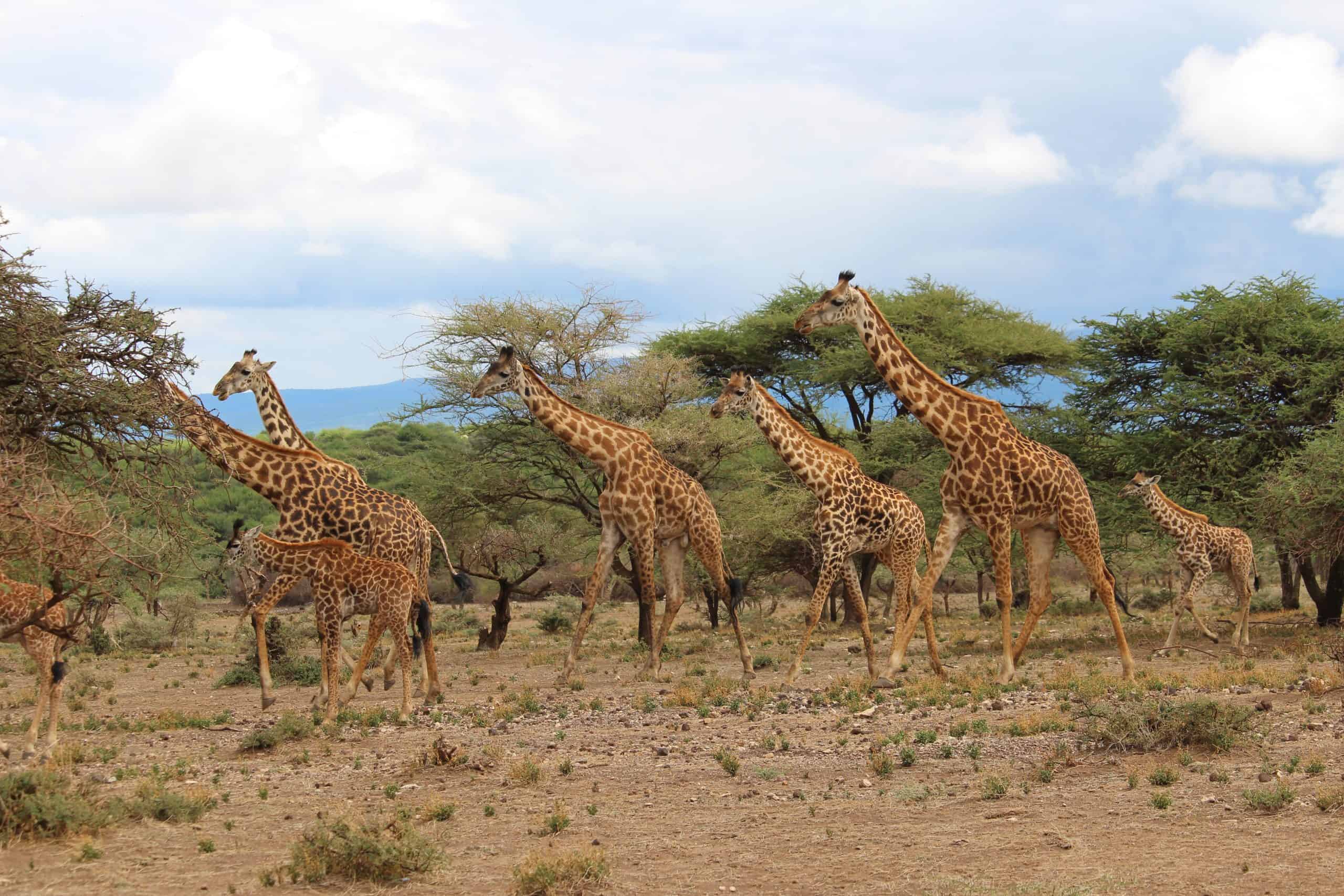 Giraffes