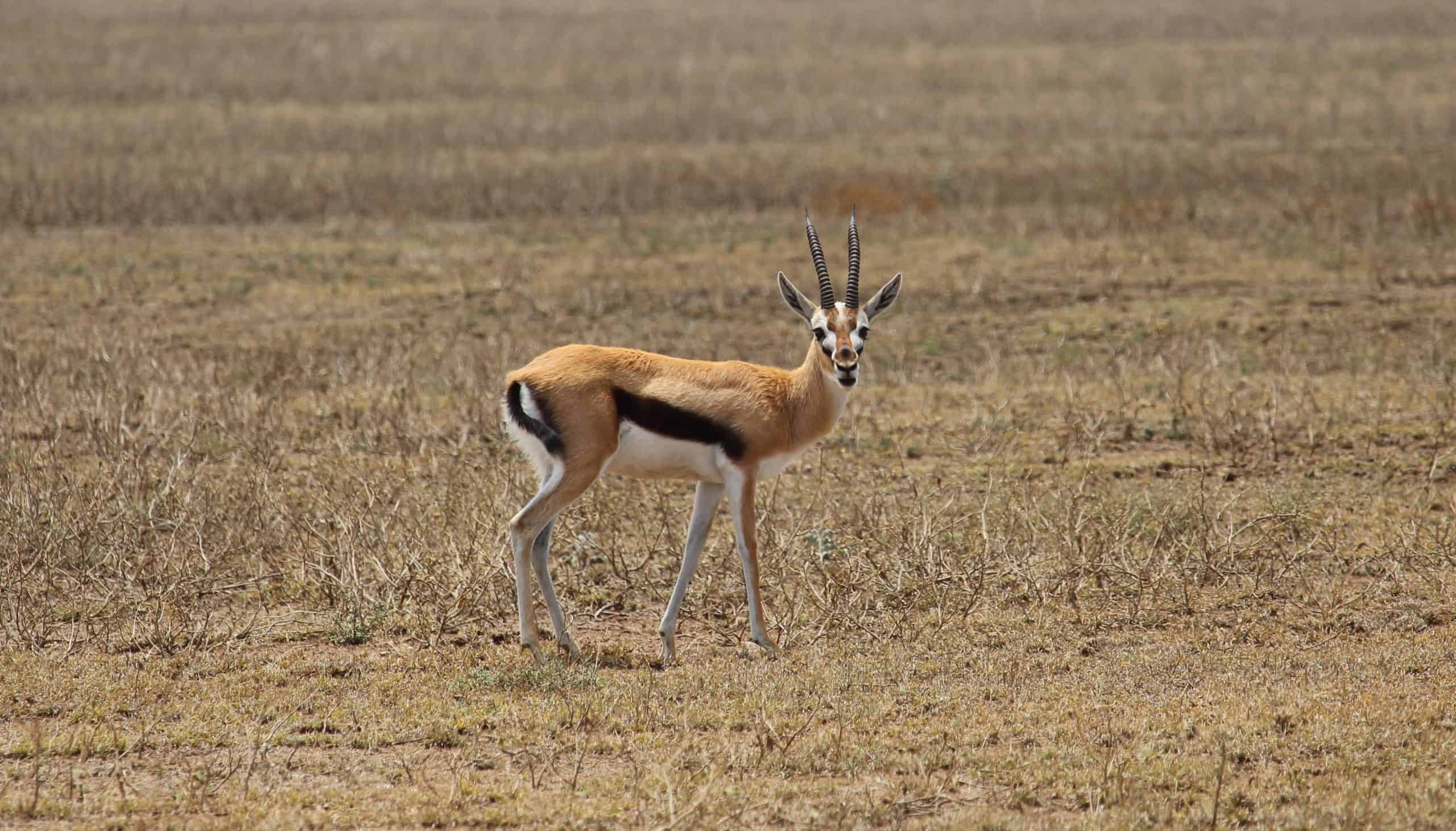 Impala