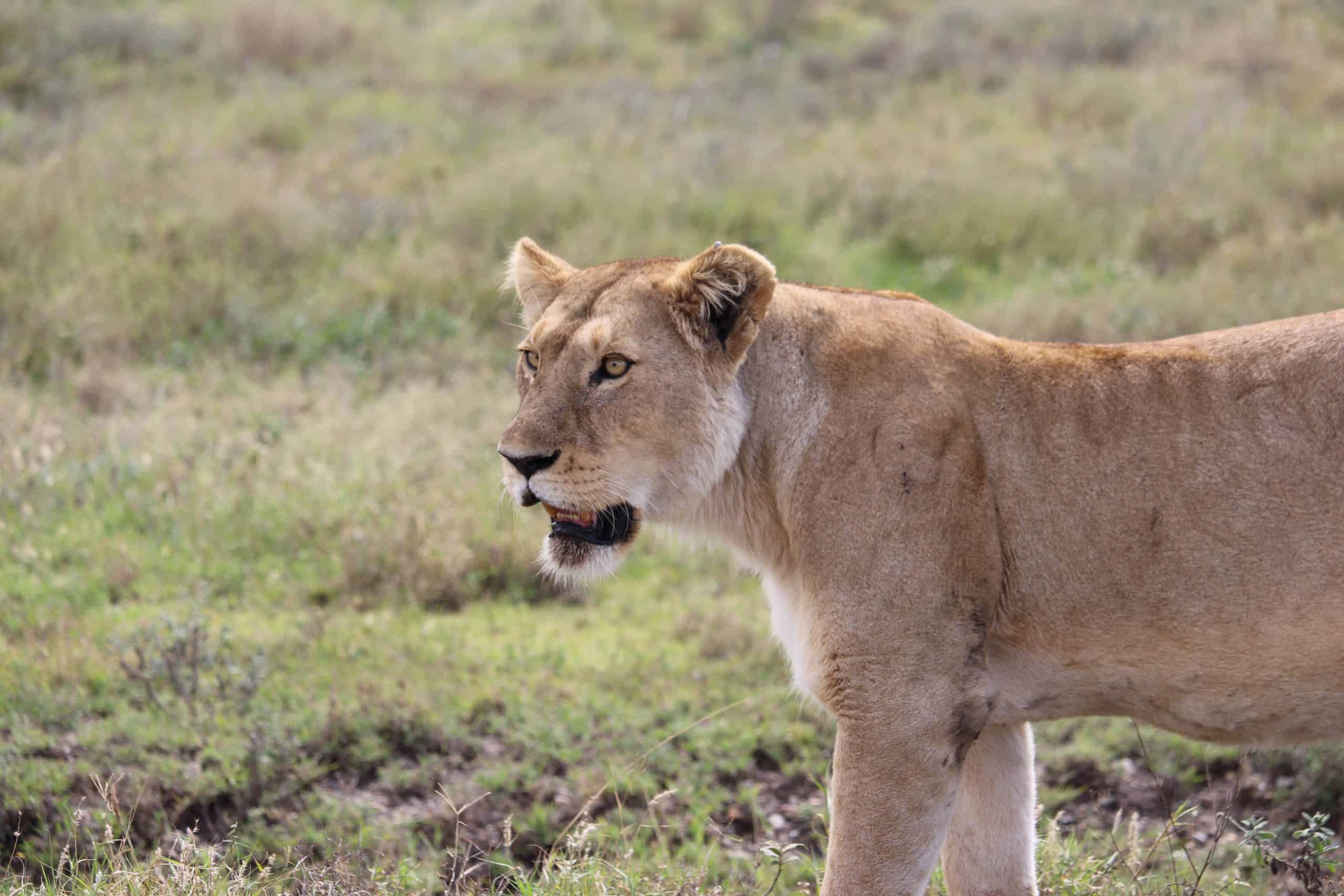 Female lion