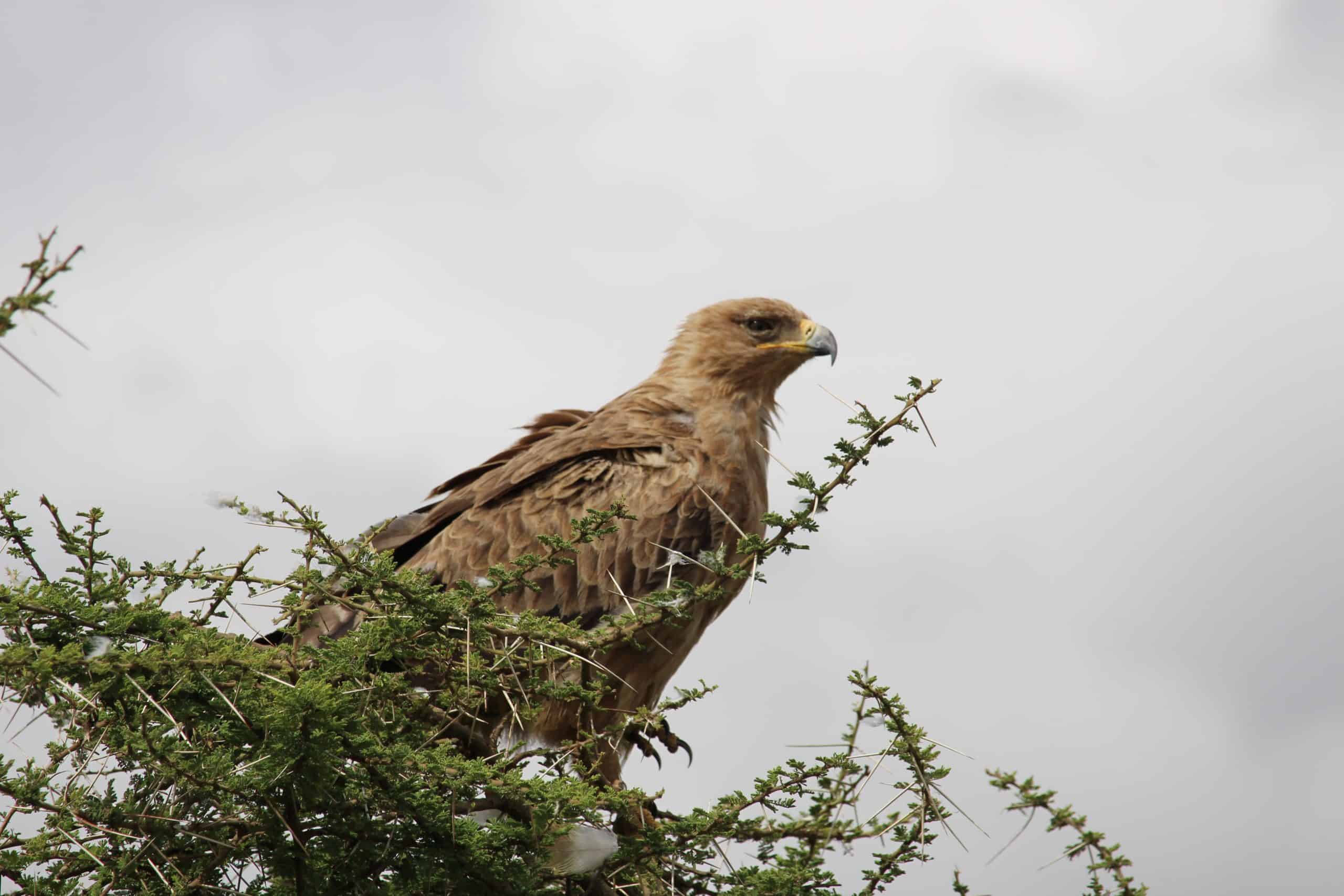 Tawny Eagle