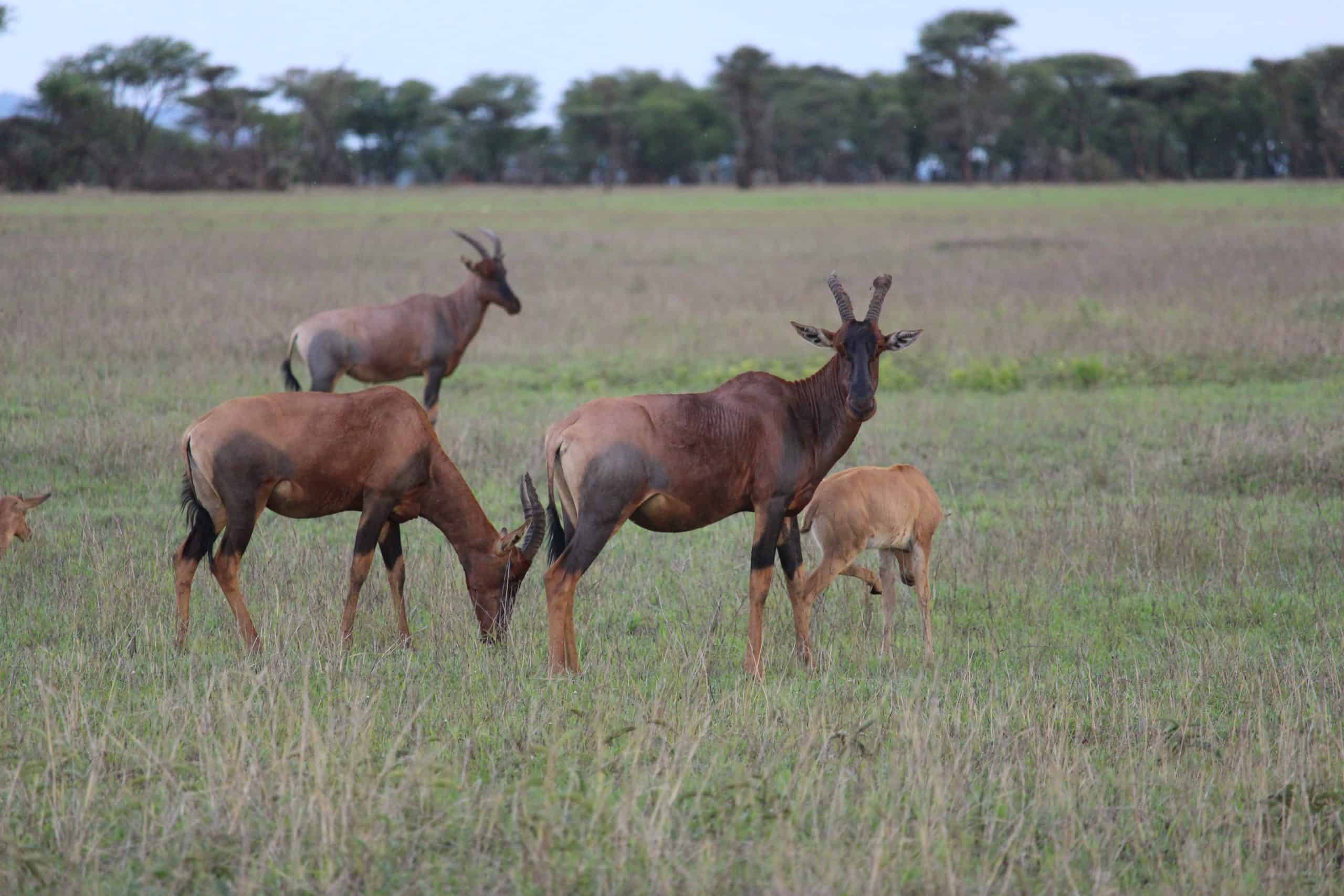 Hartebeest