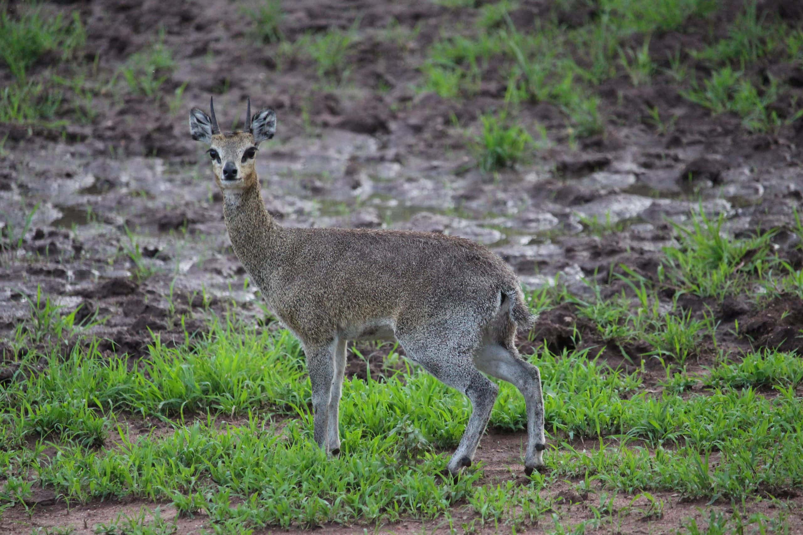 Klipspringer