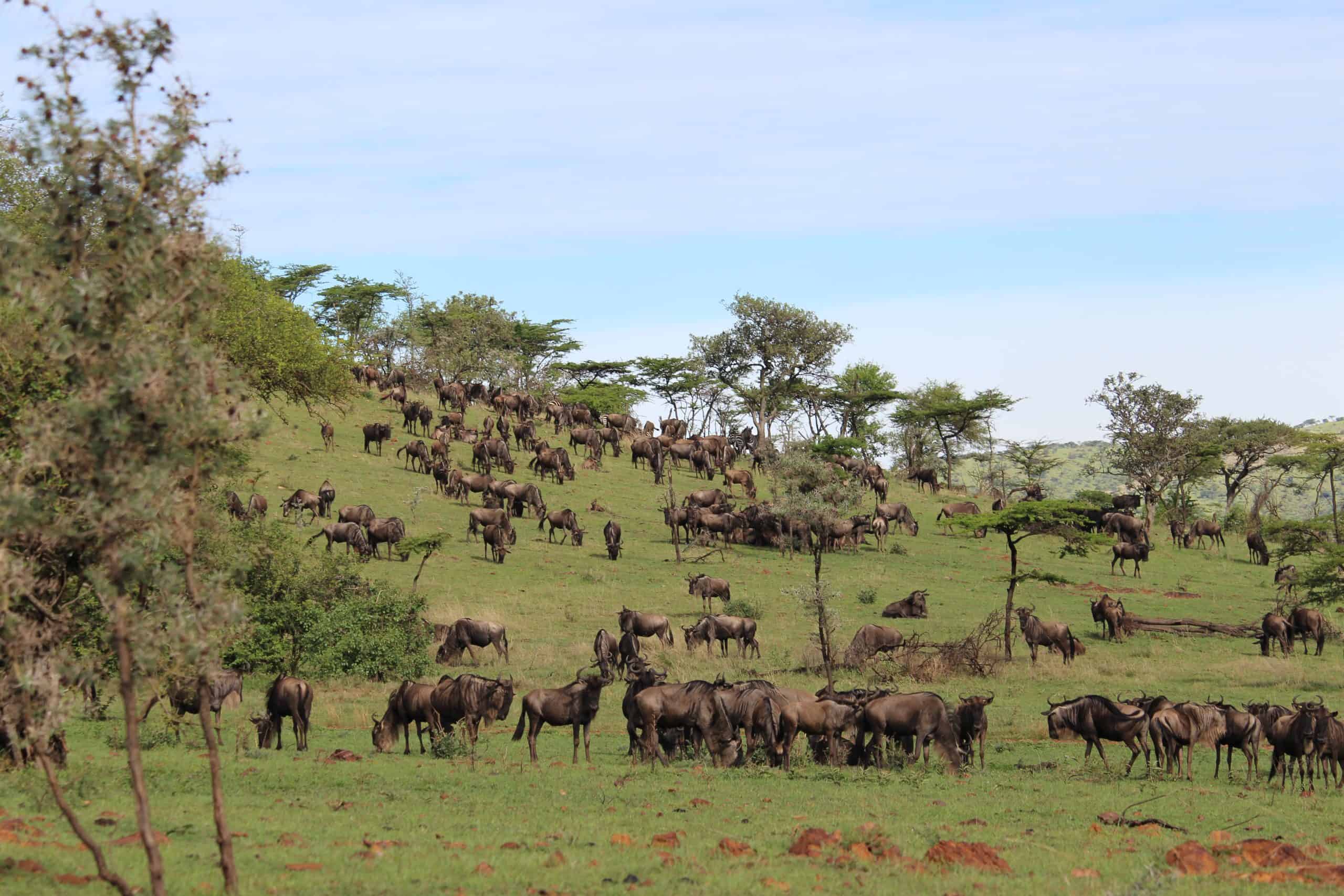 Herd of wildebeest