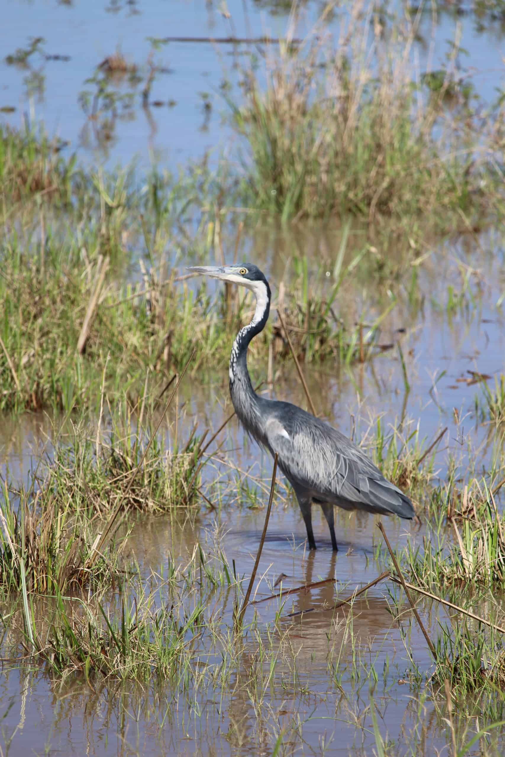 Black headed heron