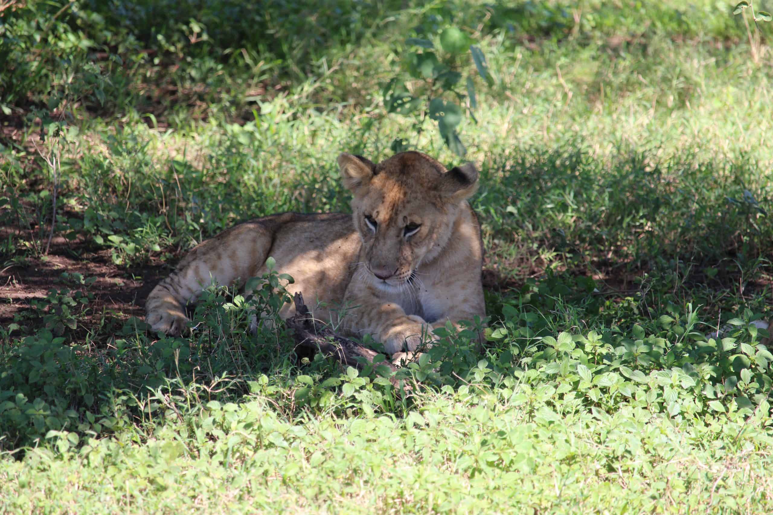 Lion cub