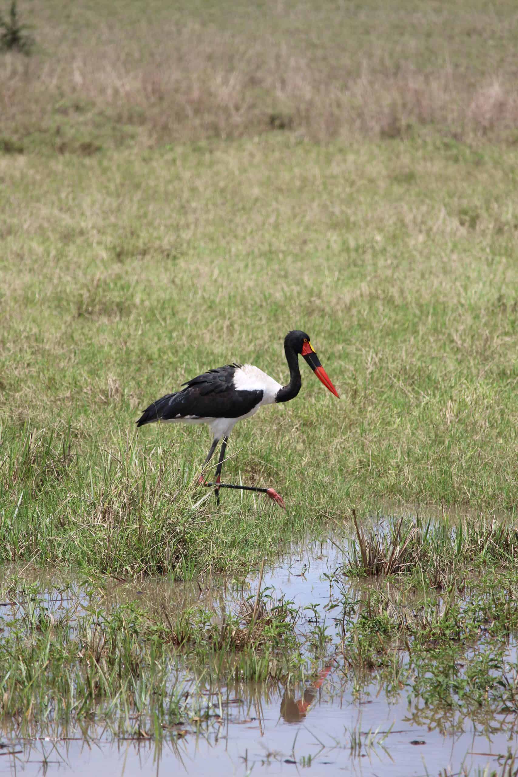 Saddle billed stork