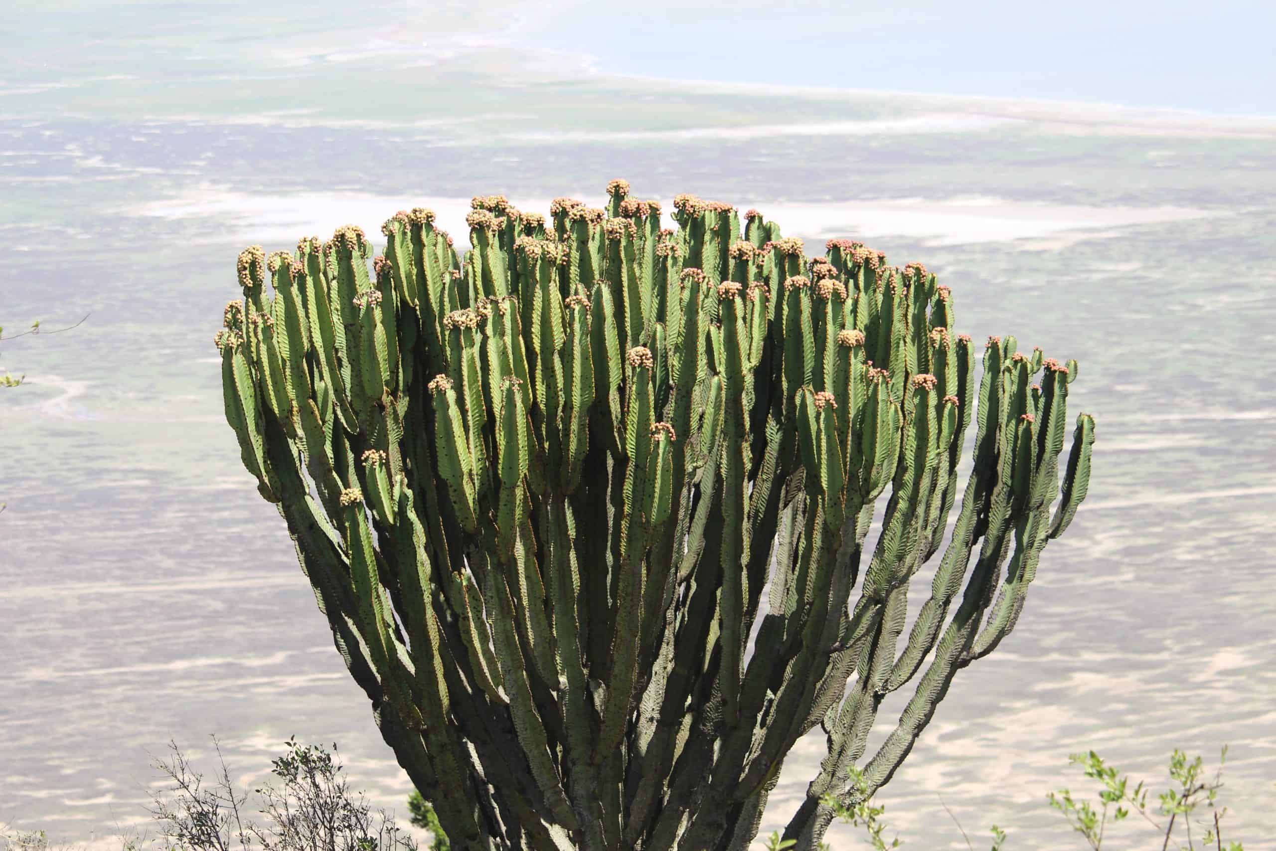 Cacti in Ngorongoro Crater