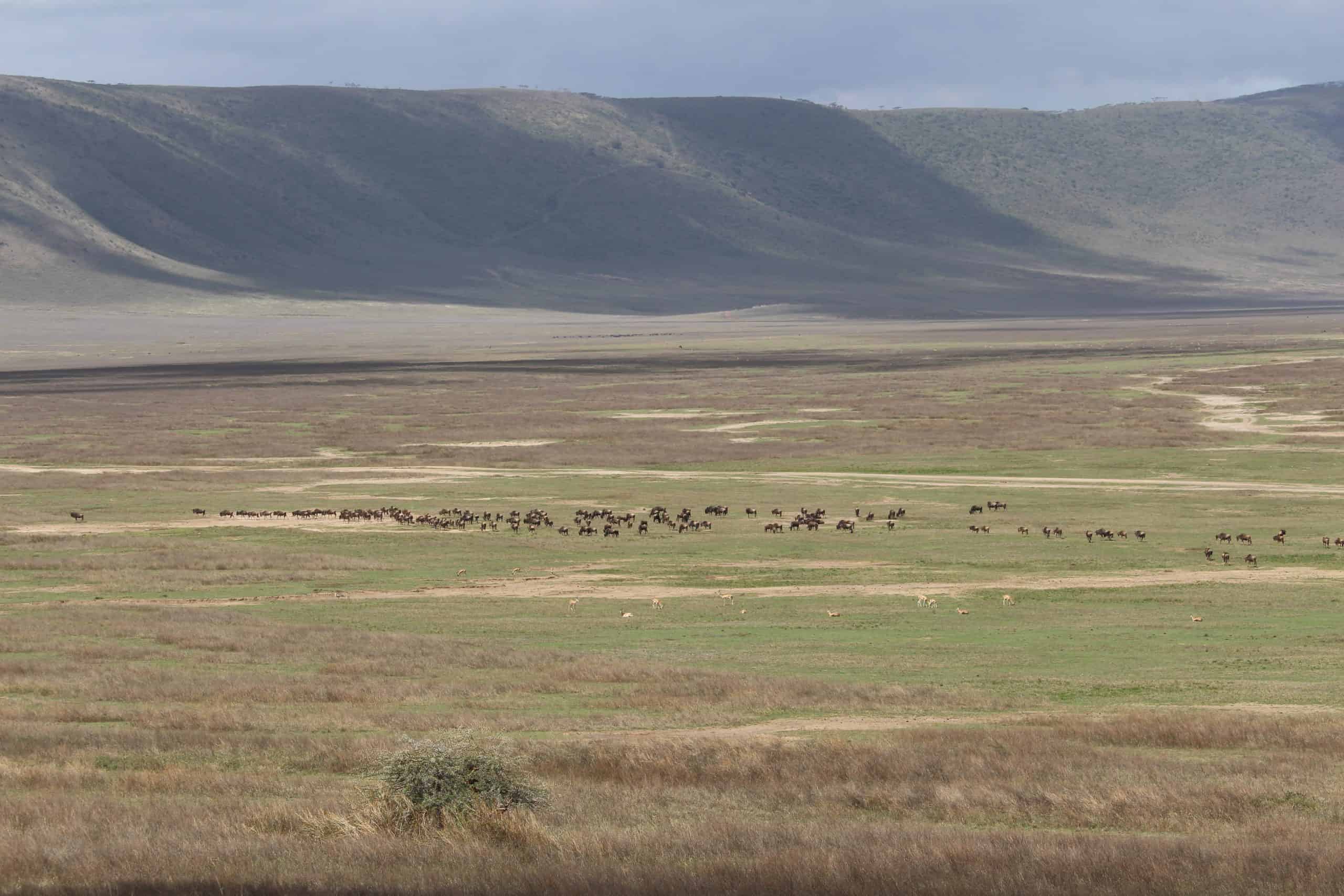 Animals grazing in the caldera