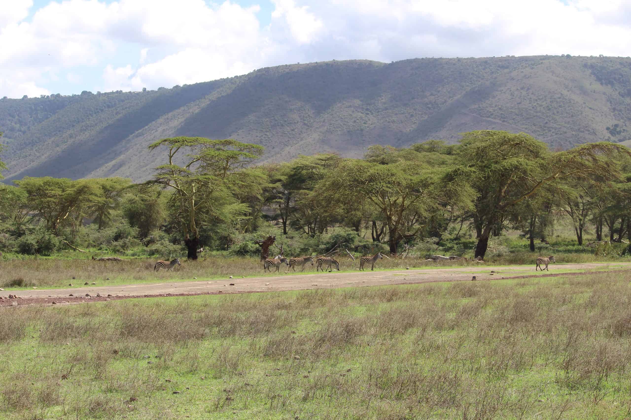 Zebra in the Ngorongoro Crater