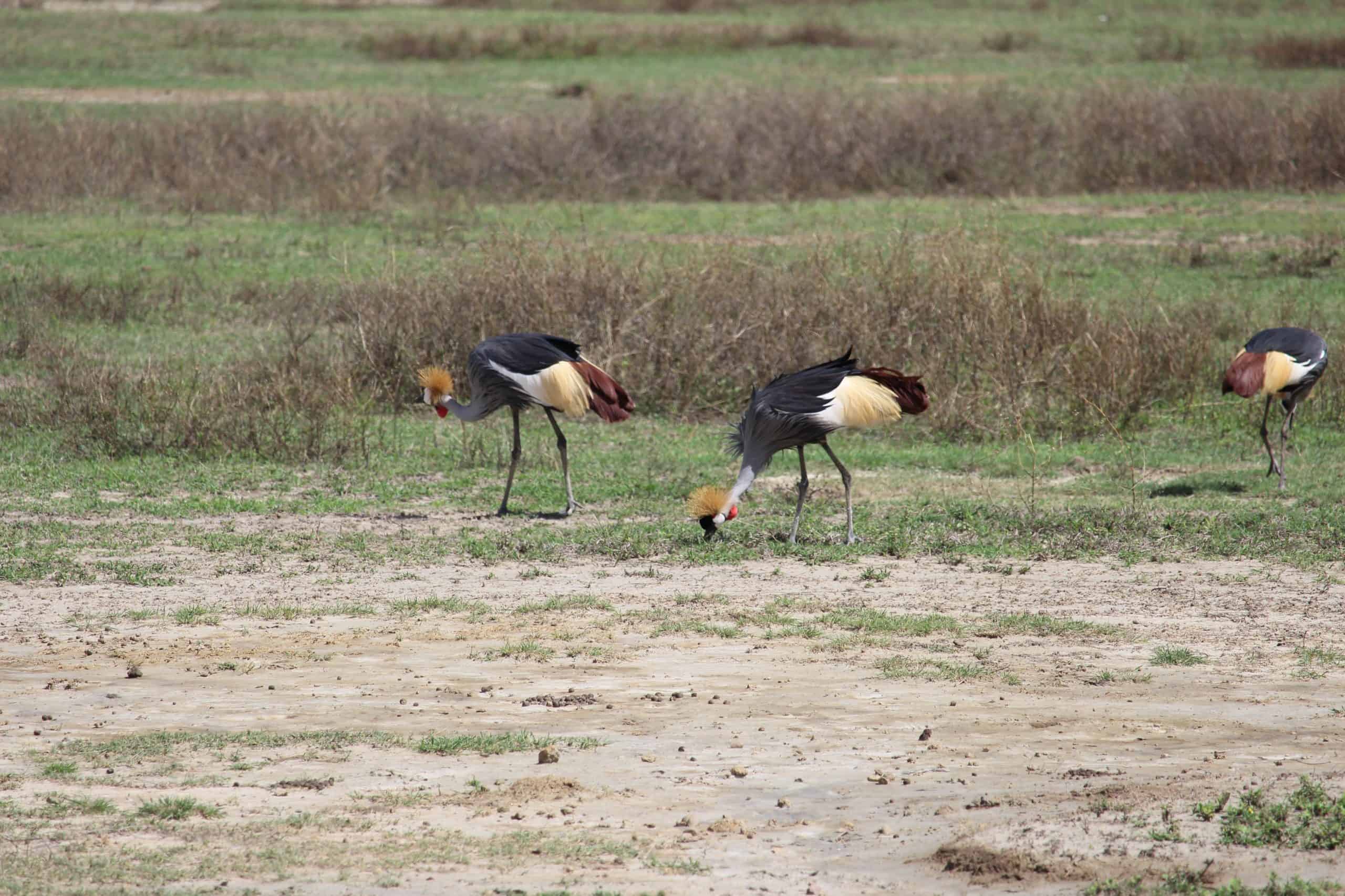 Grey-crowned cranes