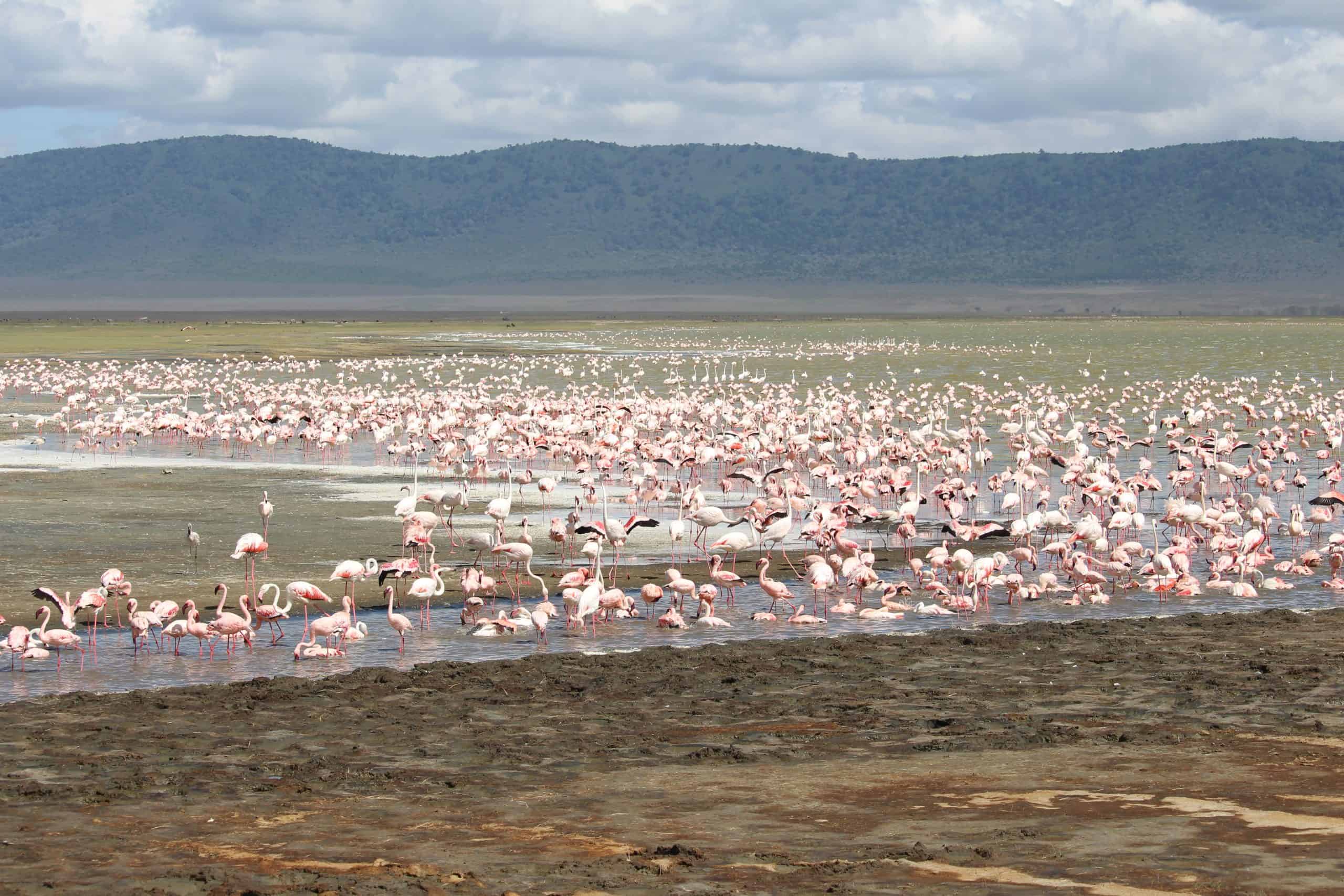 100s of flamingos