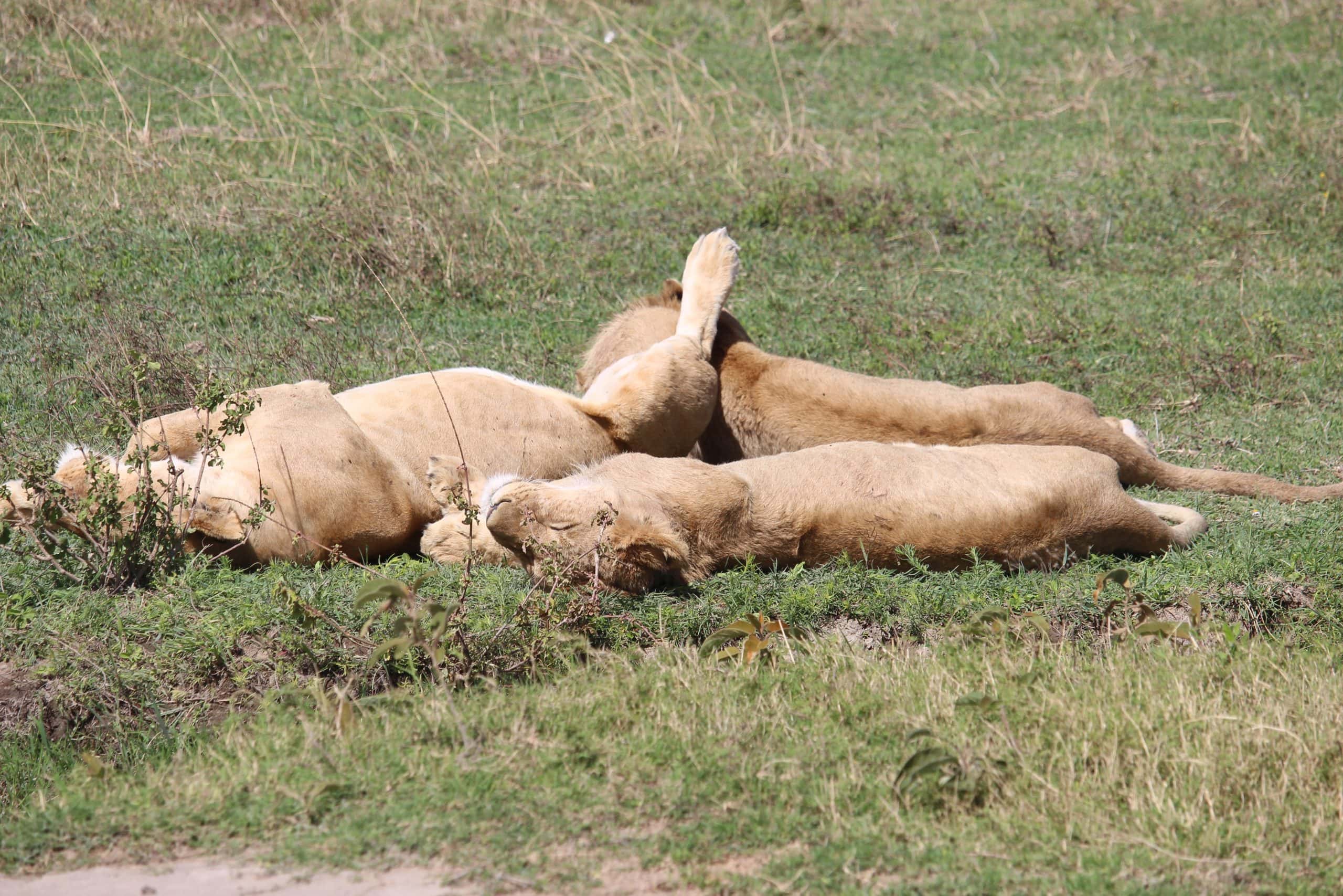 Lions