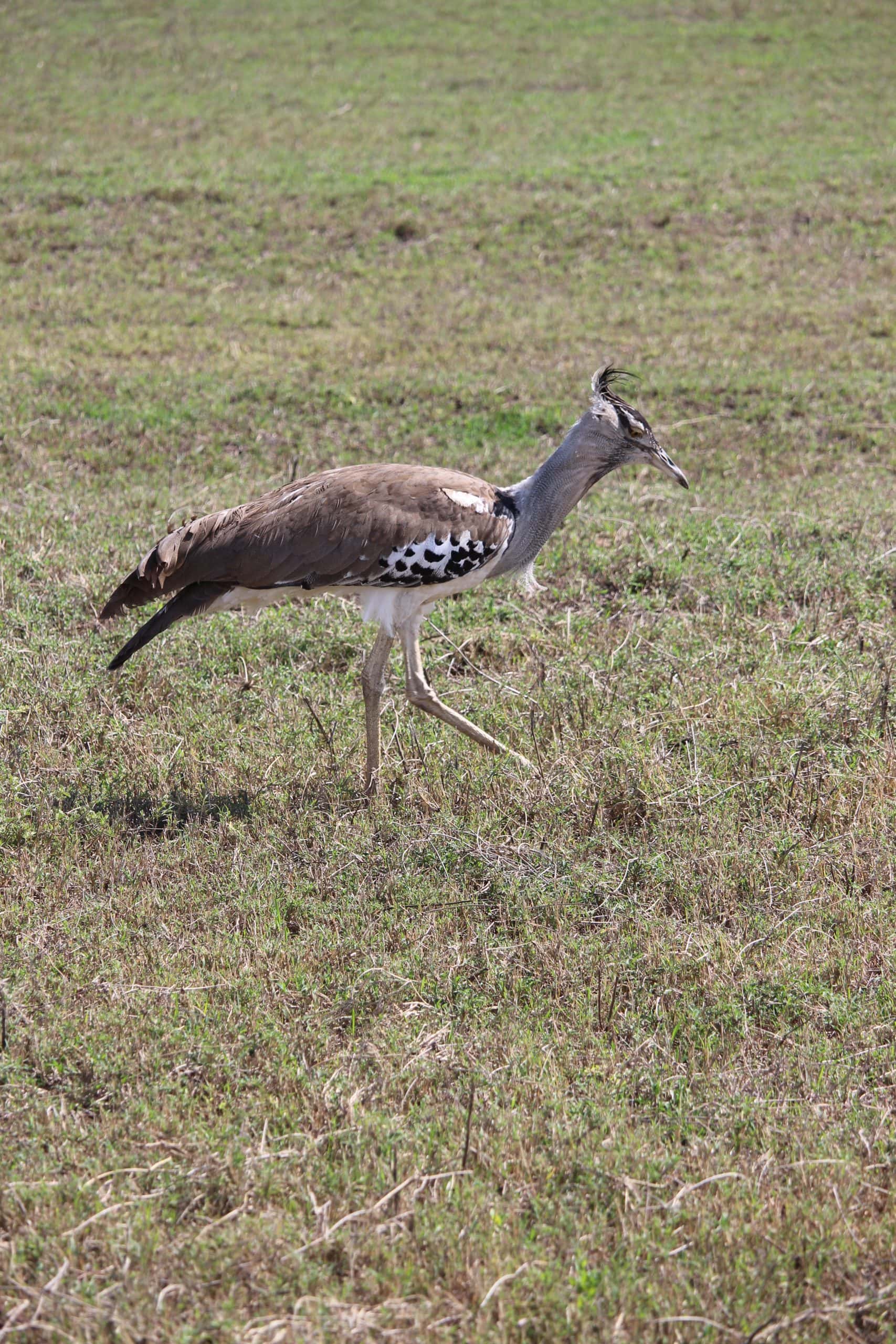 Kori bustard