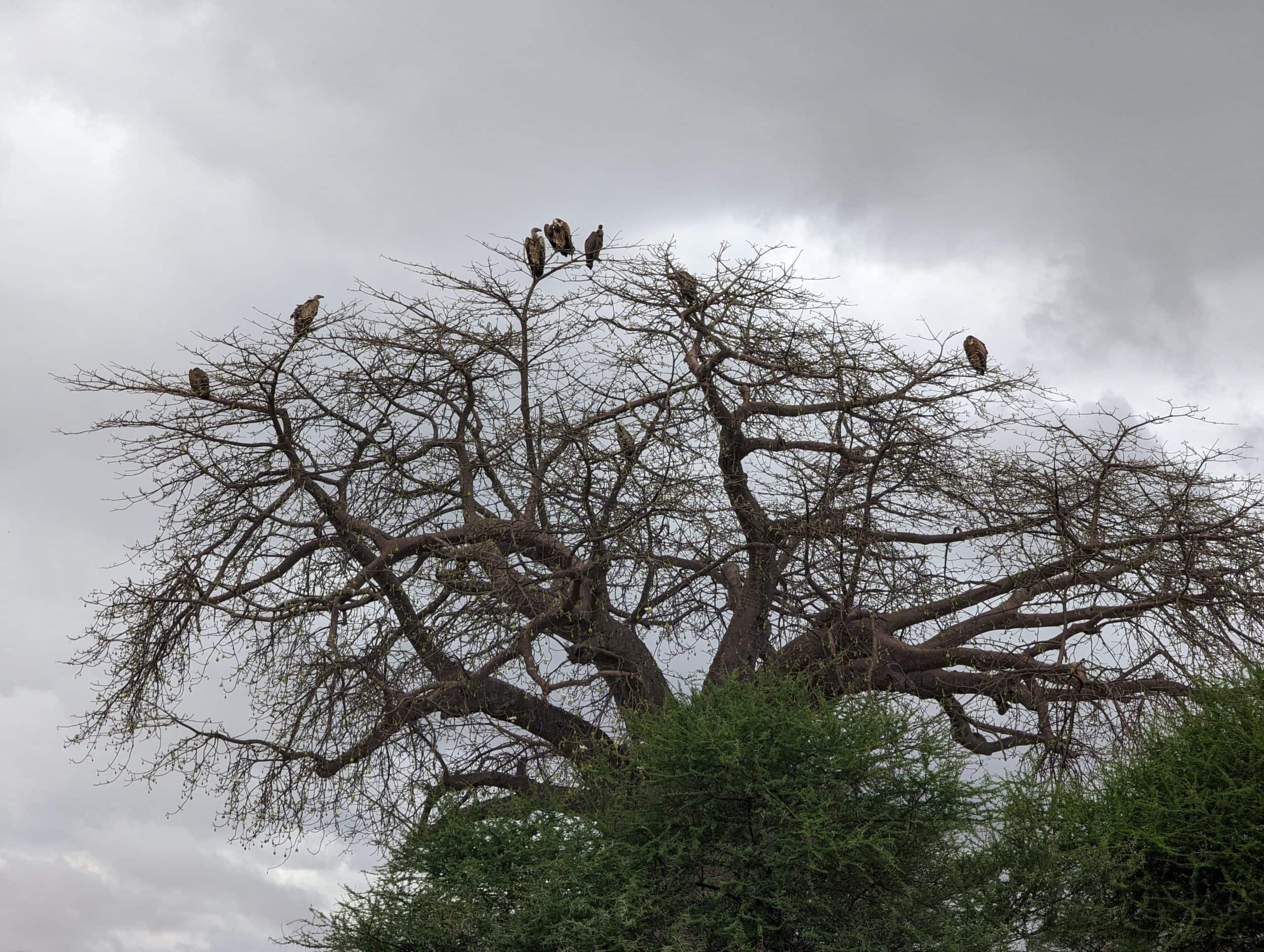 Brown Snake Eagles
