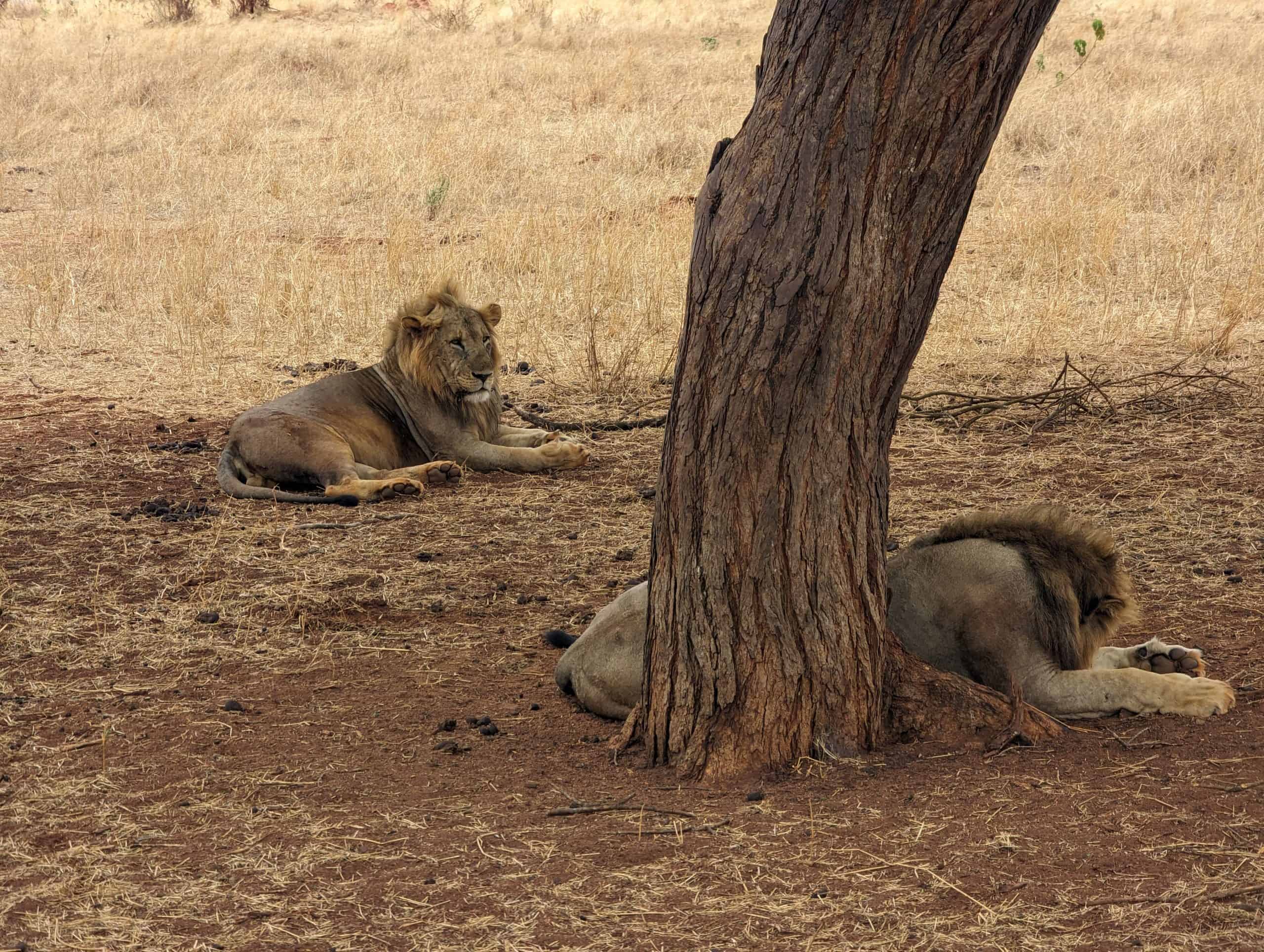 Male lions