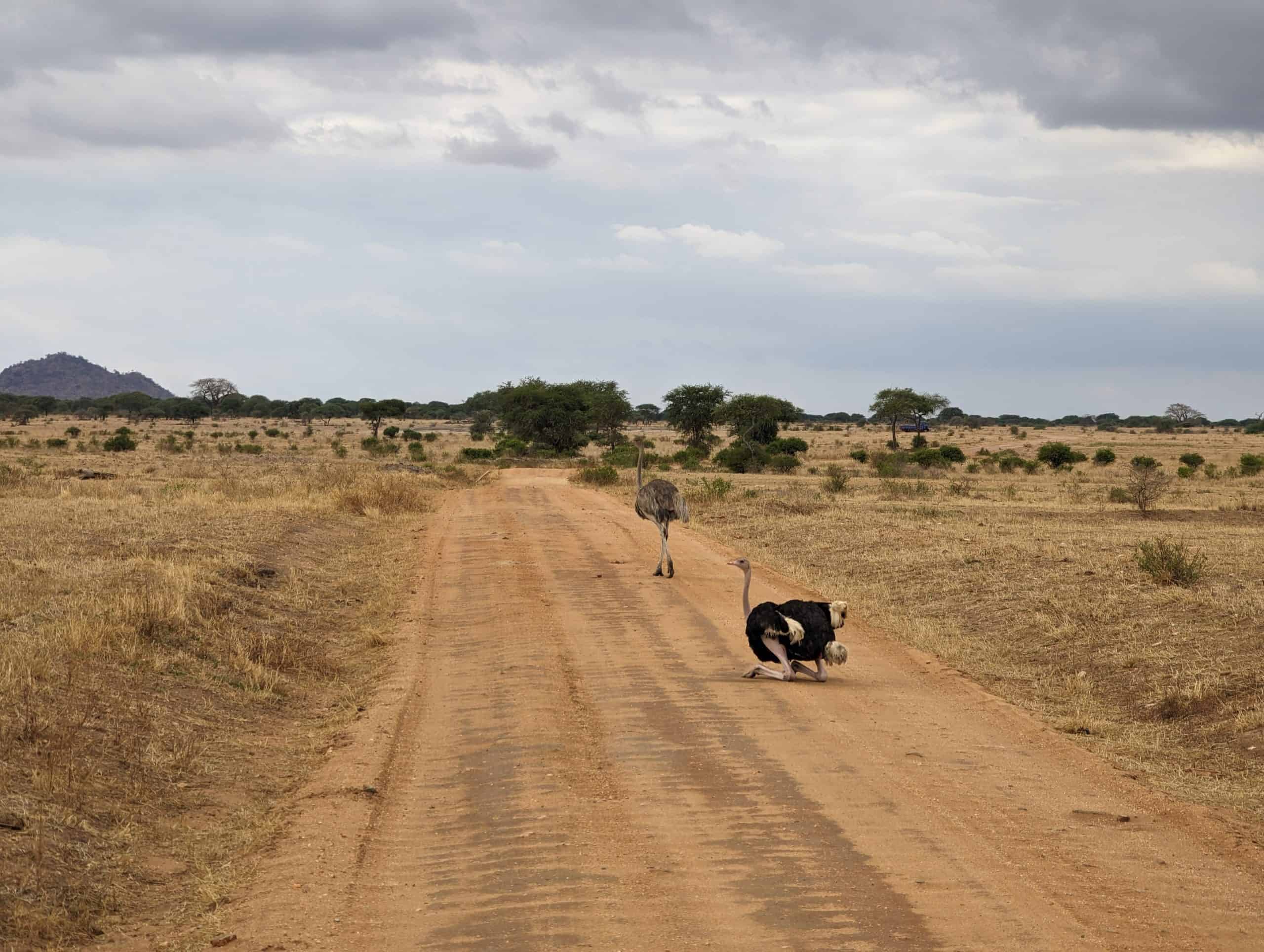 Ostrich in the road