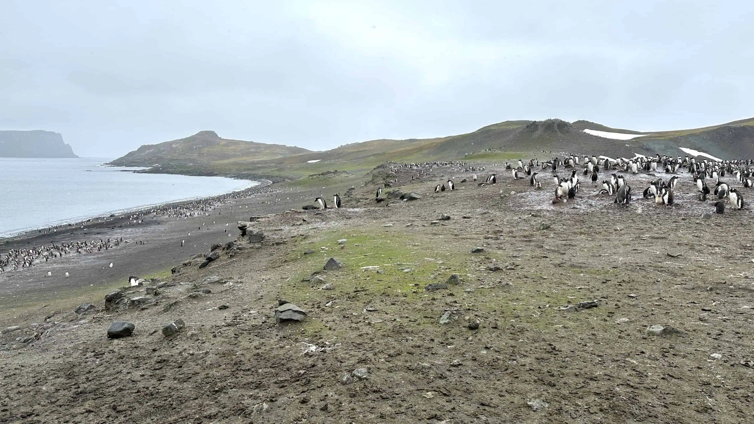 Penguins at the beach