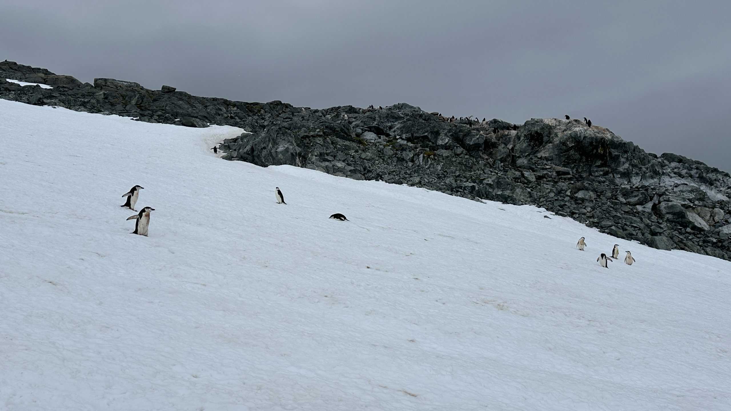 Penguin highway