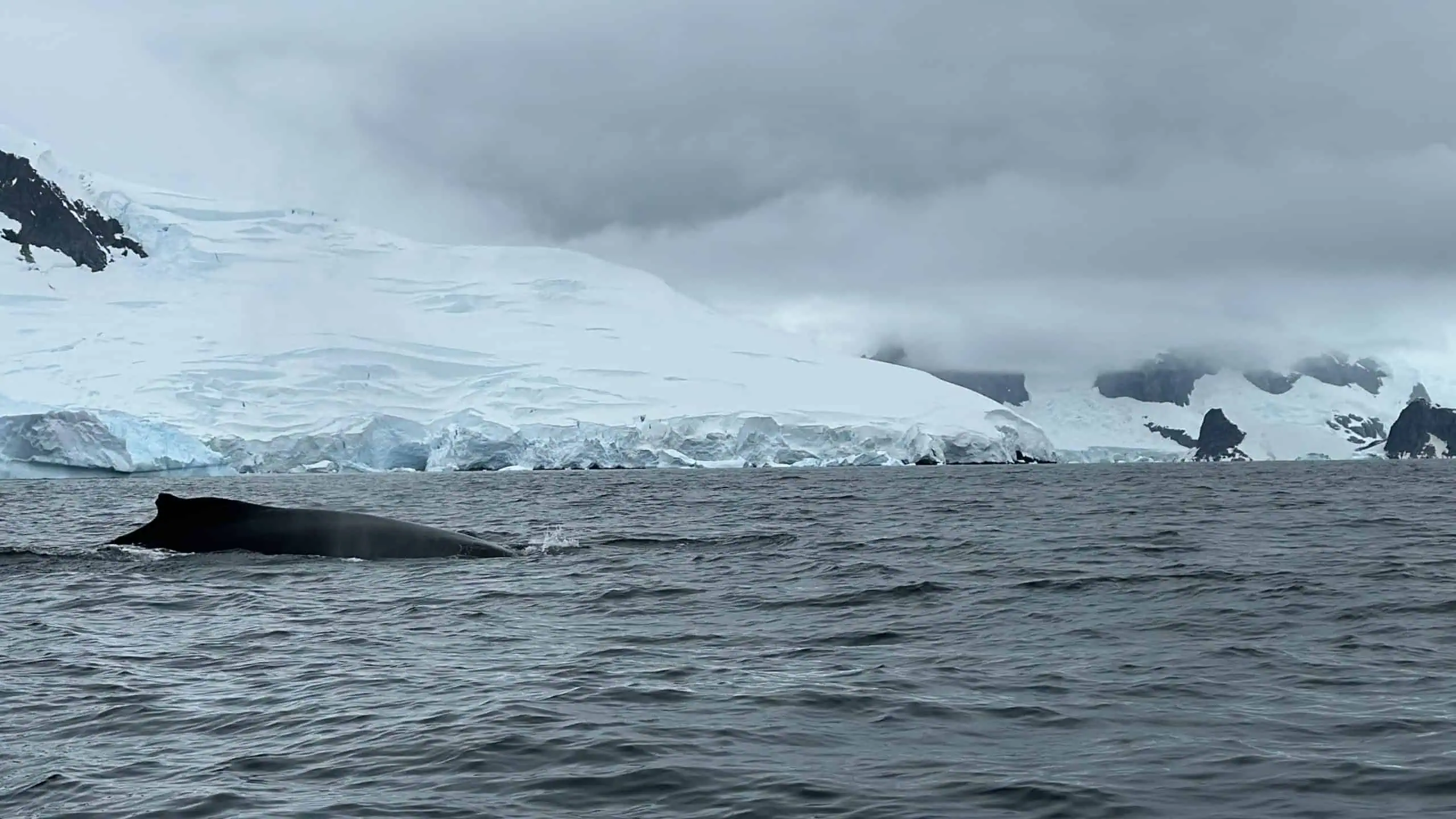 Whales in Charlottes Bay