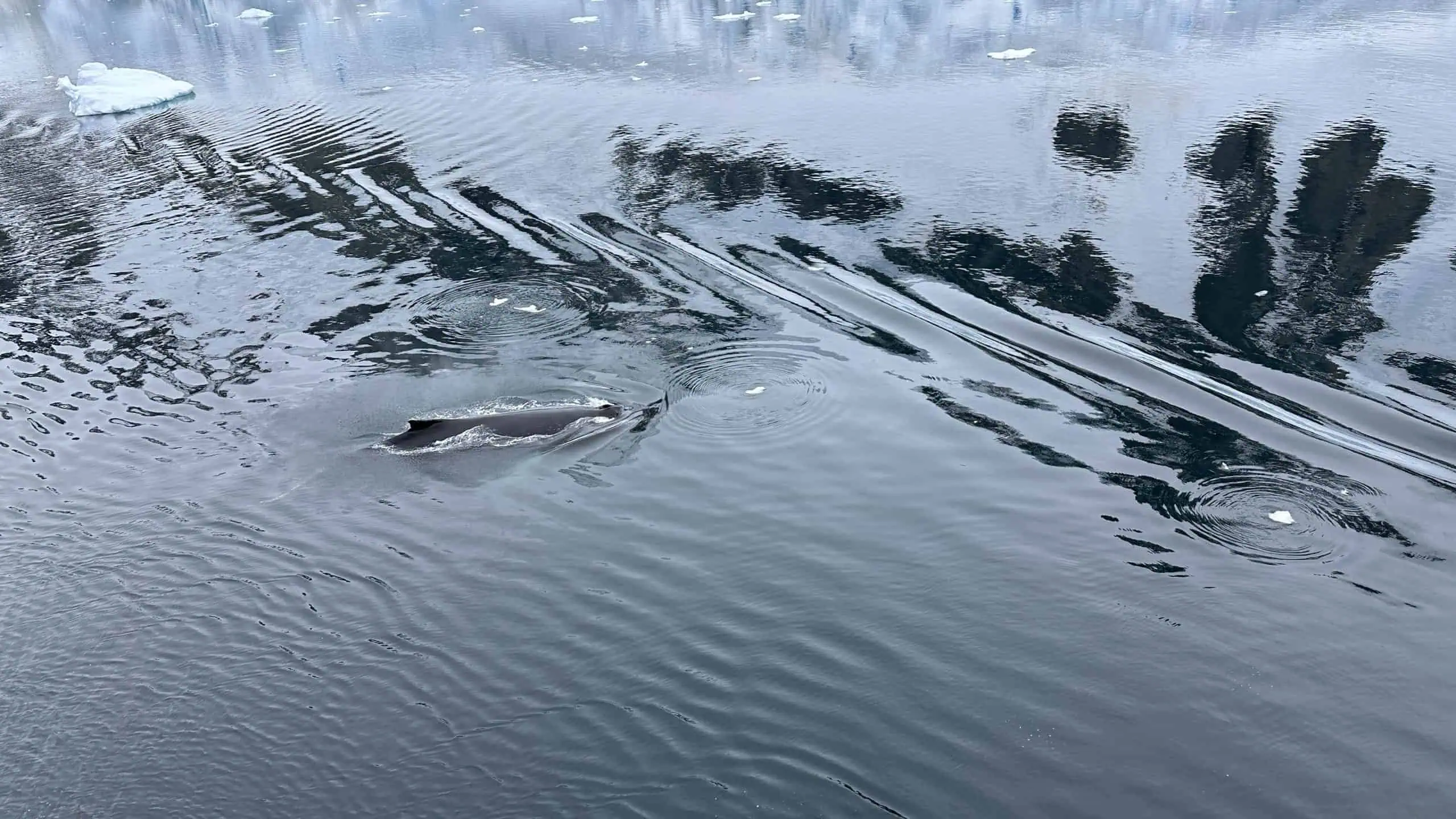 whale outside our window
