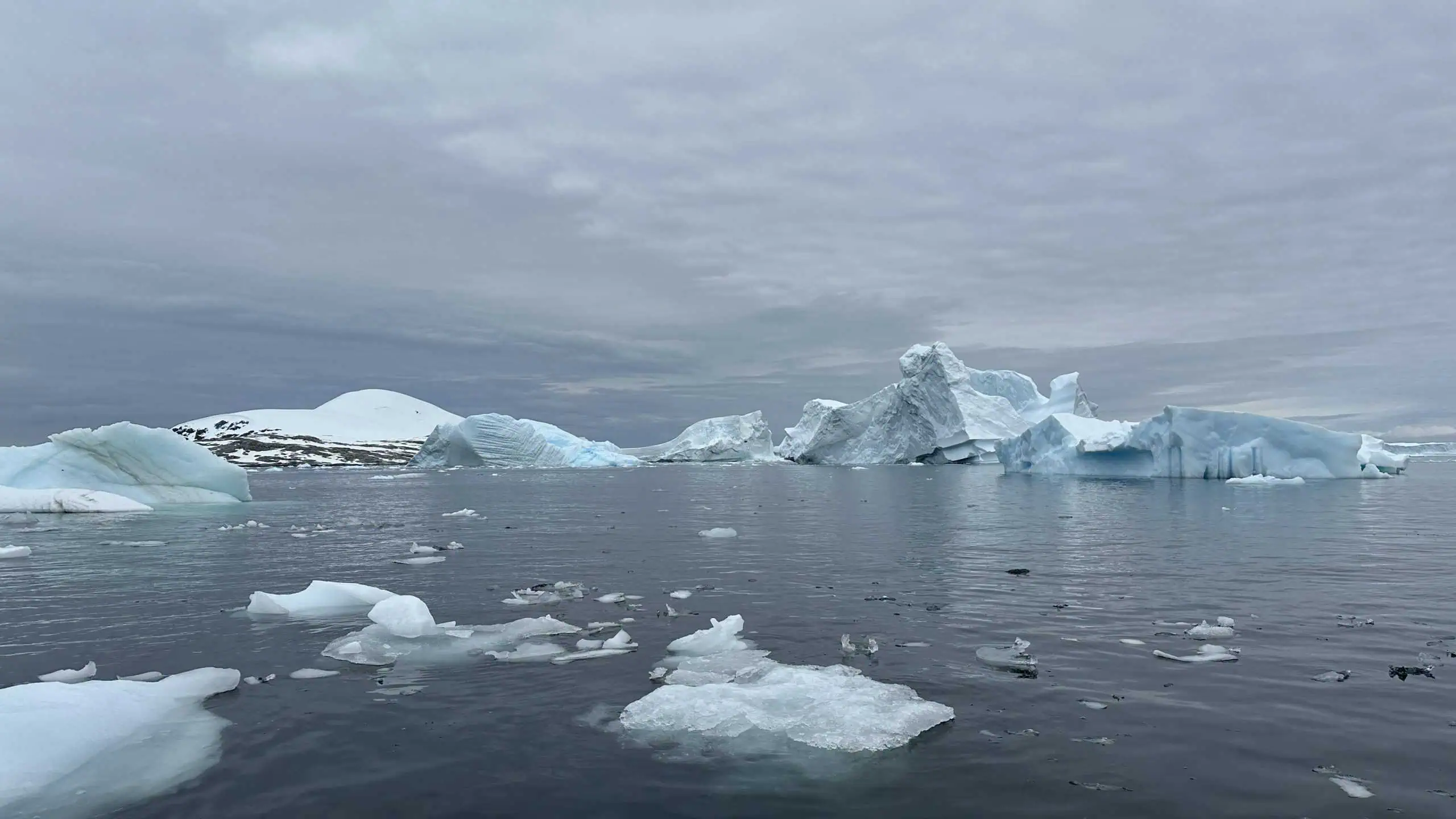 Huge icebergs in the bay