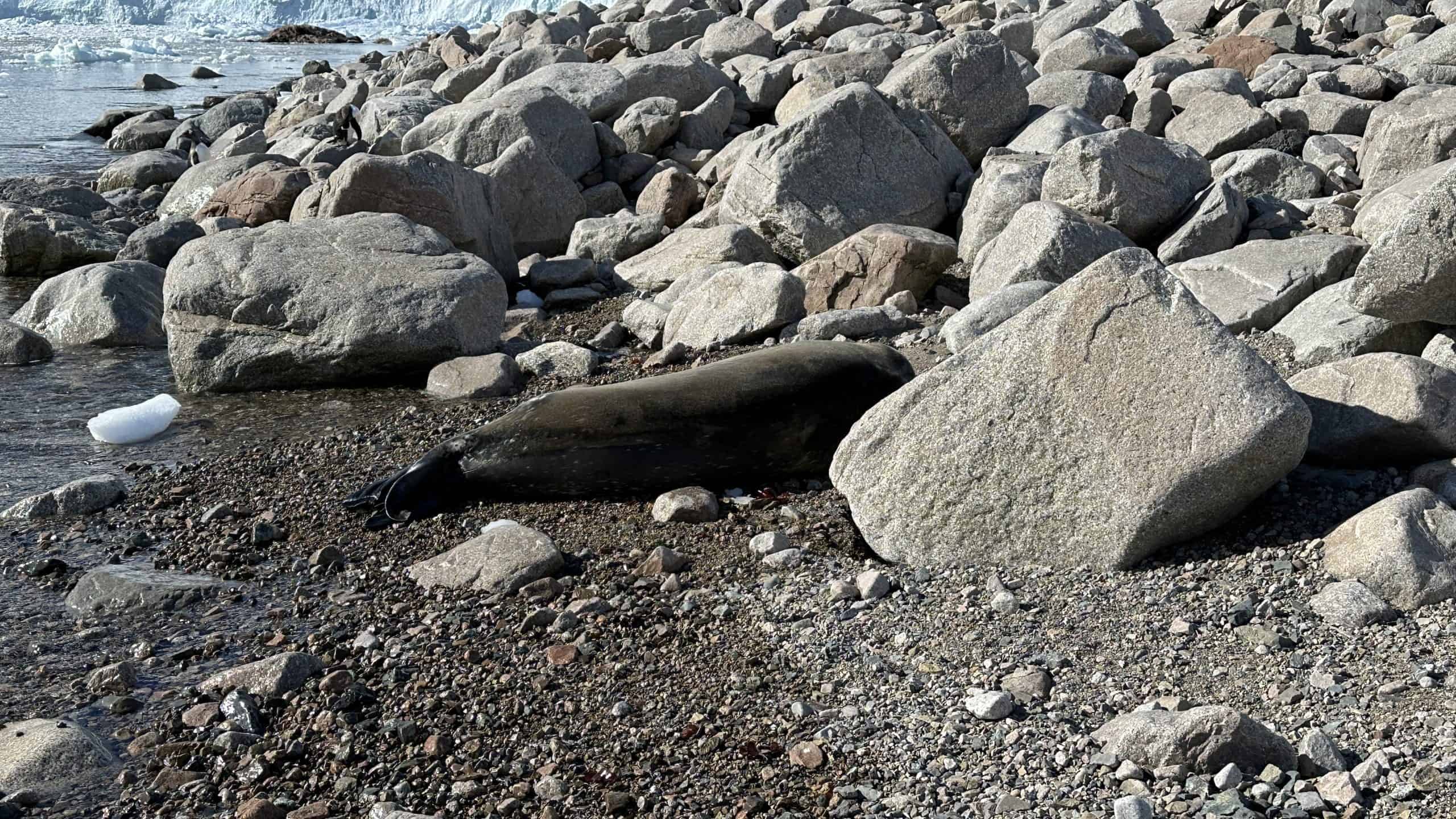 Weddell seal