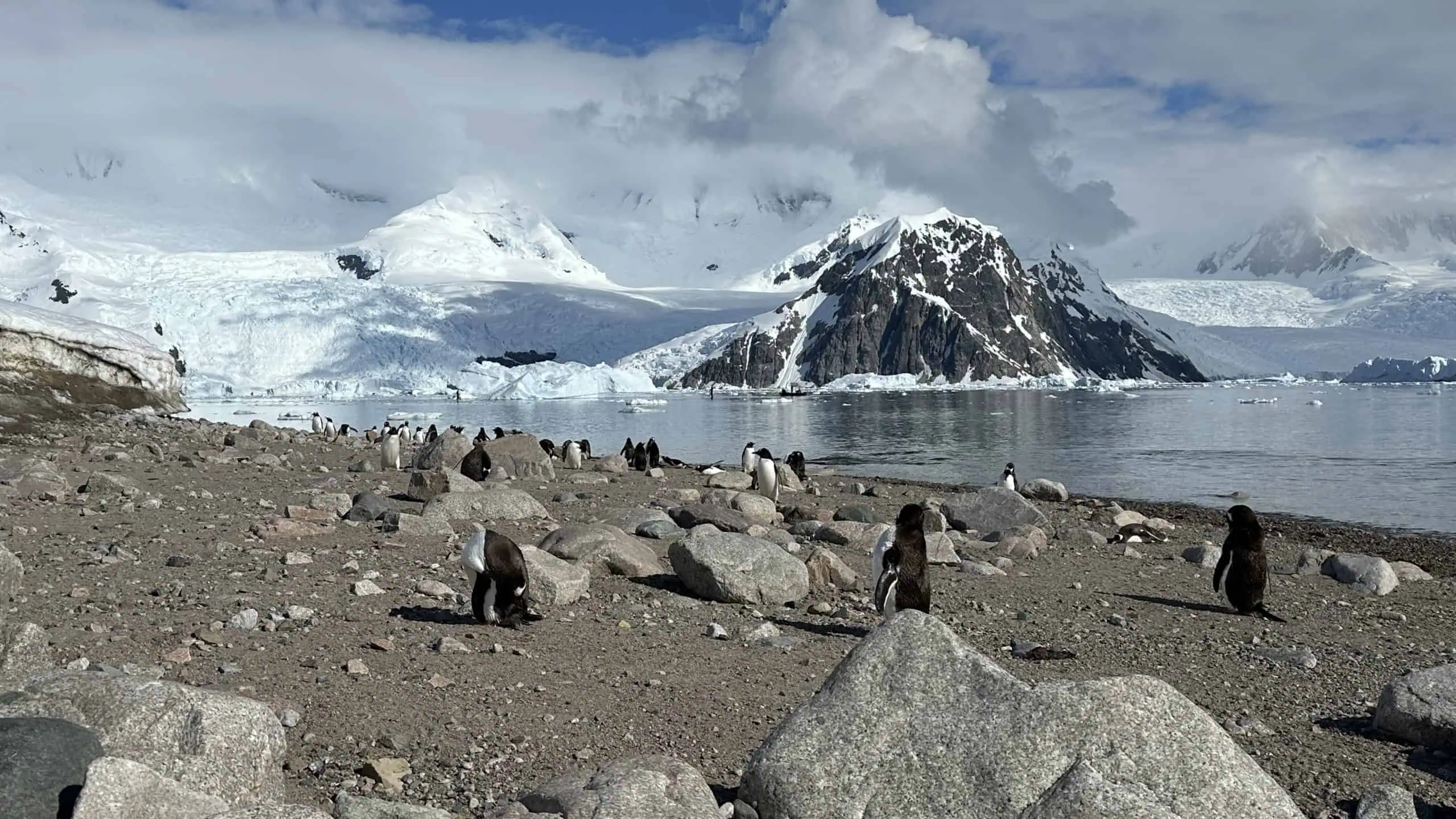 Gentoo penguins by the water