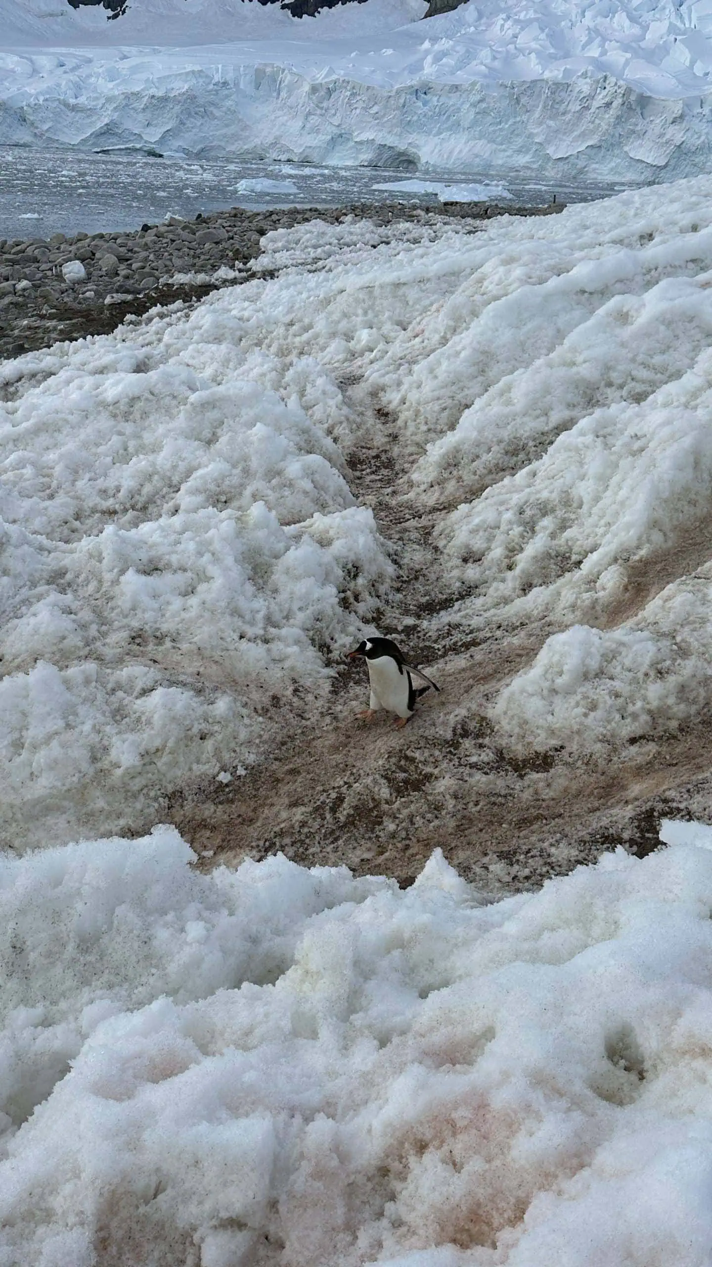 Penguin highway